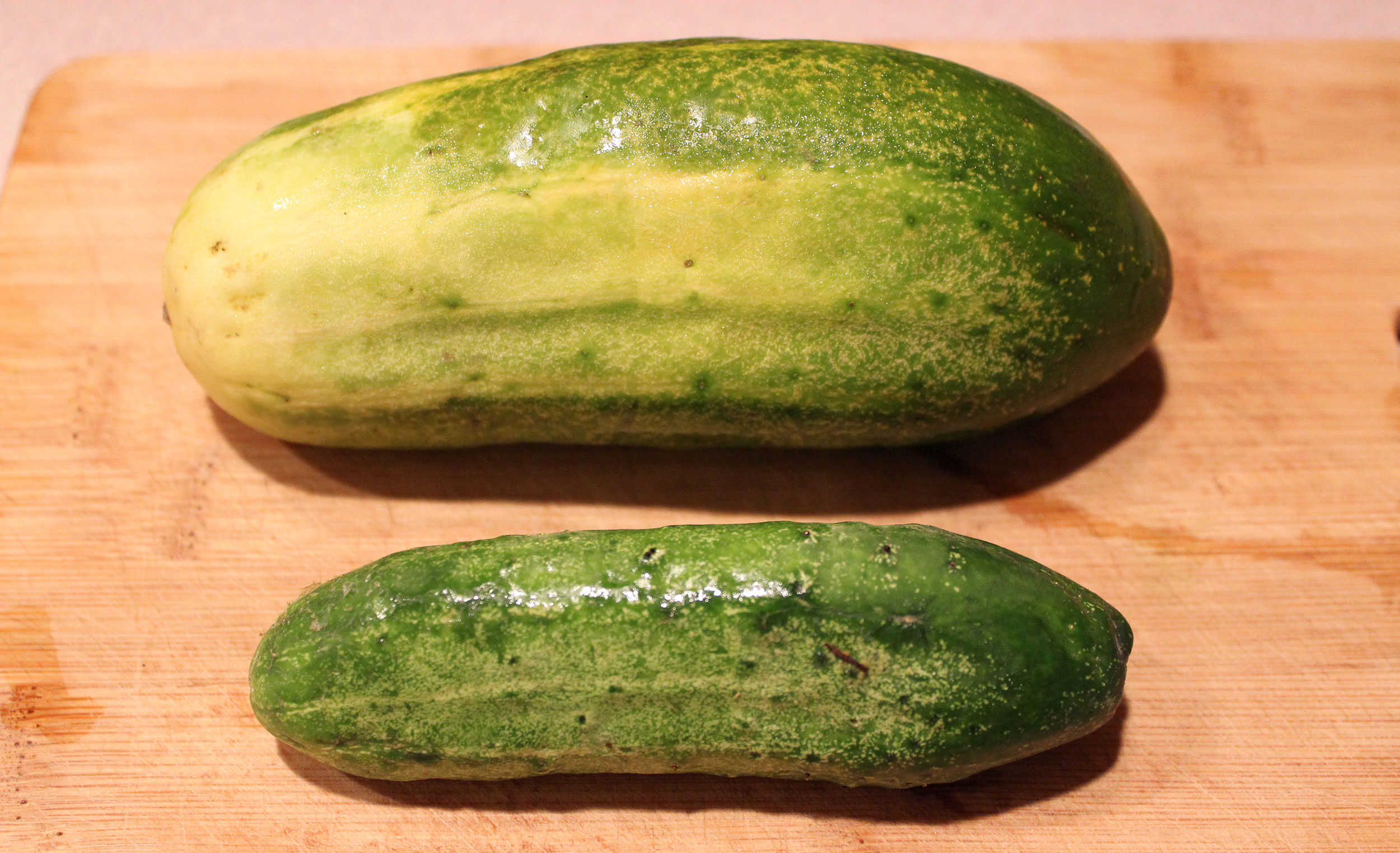 two cucumbers. the one on the top is larger and has begun yellowing. the bottom is smaller and is a crisp green color.
