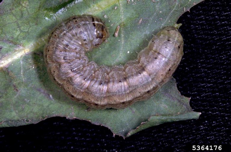 : Gray caterpillar with dark markings, white splotches and a white stripe running down the middle of its back.