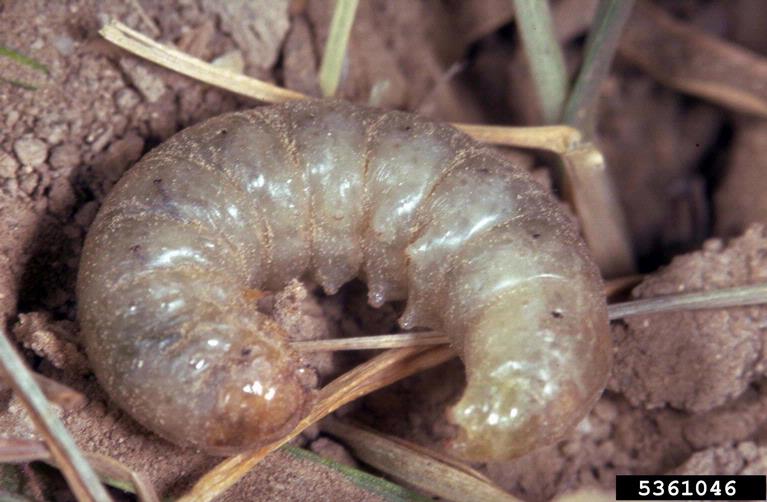 Gray-white caterpillar with no discernable markings on soil.