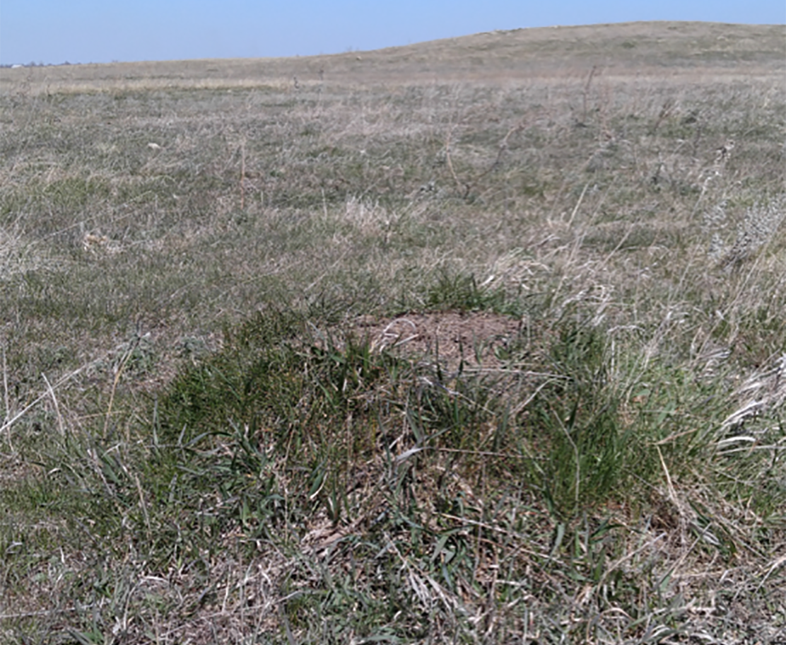 Grassy pasture with a small hill of dirt in the foreground. There is green grass at the base of the mound.