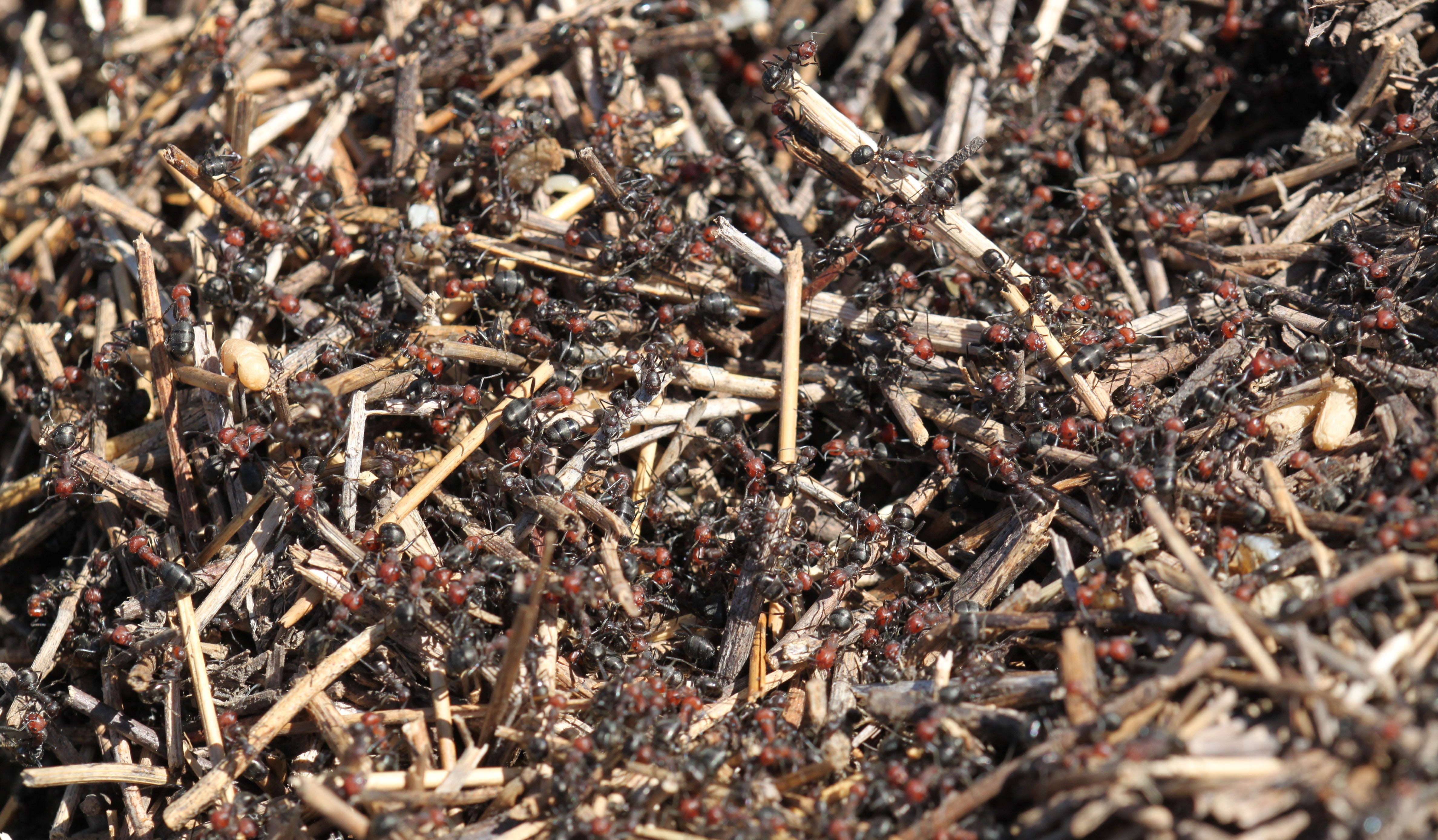 Numerous ants with a red head and thorax and black abdomen crawling through the brown thatch on top of an ant mound.