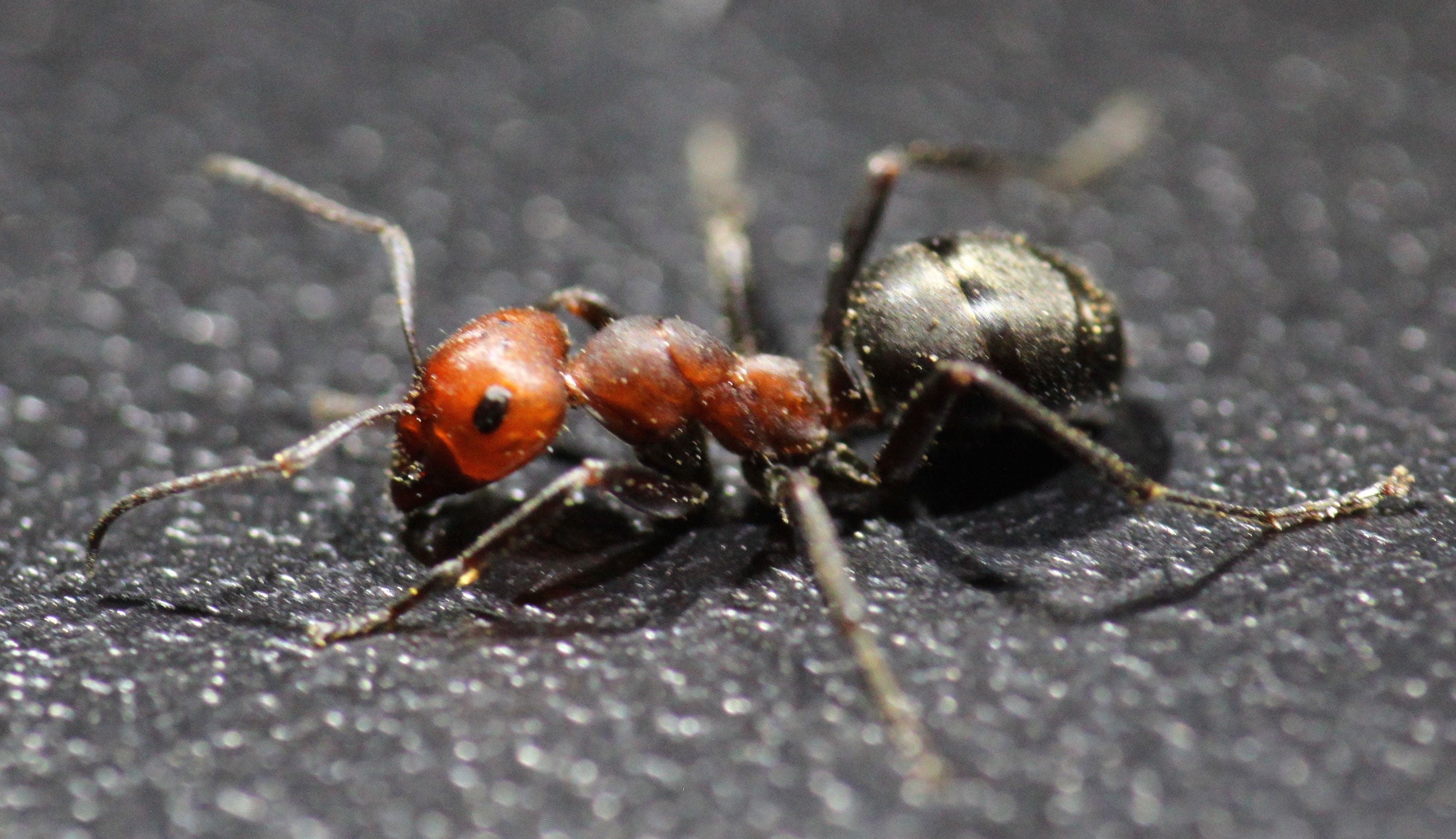 Ant with a red head and thorax and black abdomen on a black background.
