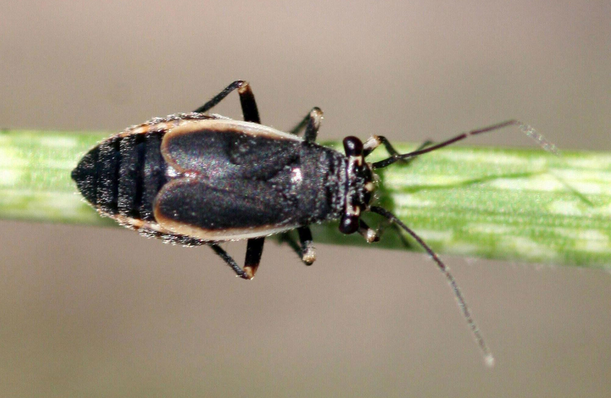 A small black bug with tan margins on the wings. This insect is resting on a blade of grass that is green with white spots.