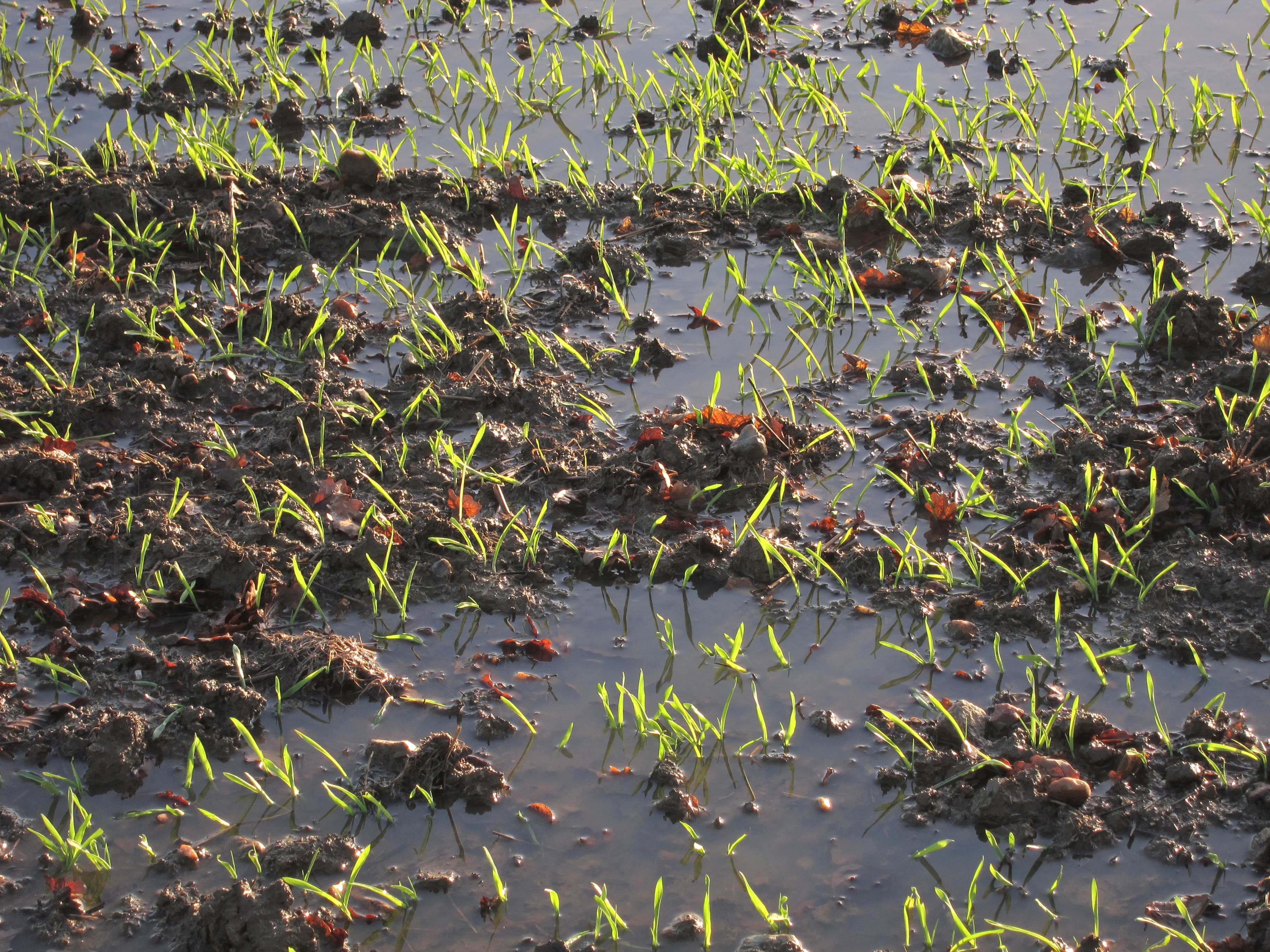a flooded wheat field with some emerging wheat plants.