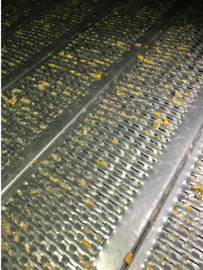 An empty grain bin full-air floor is plugged by insect webbing.
