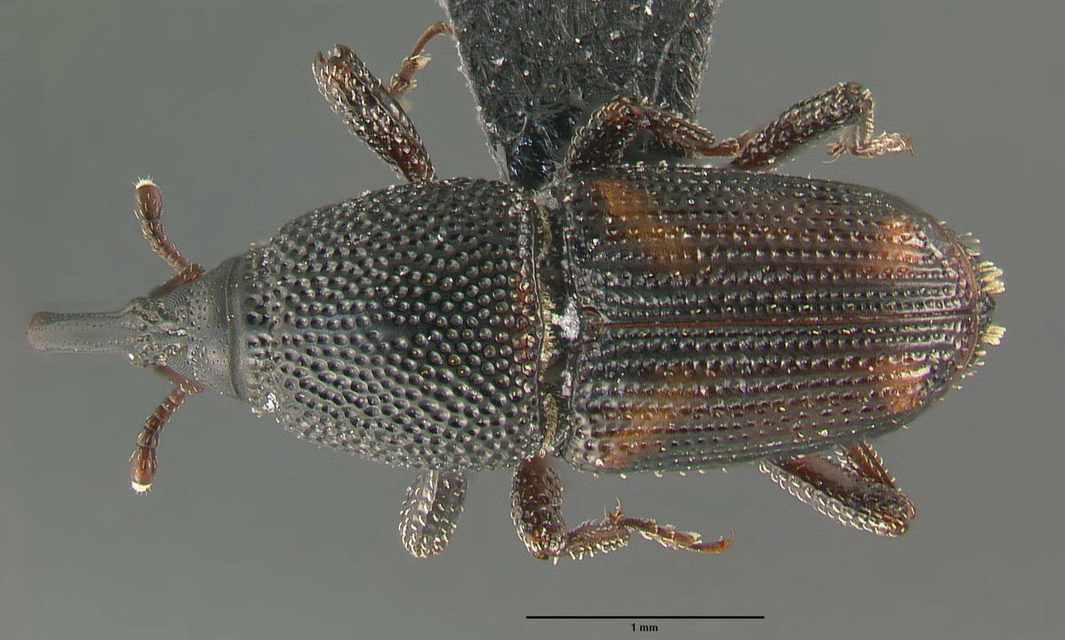 Elongate dark brown beetle with four orange spots on elytra with elongate mouthparts.