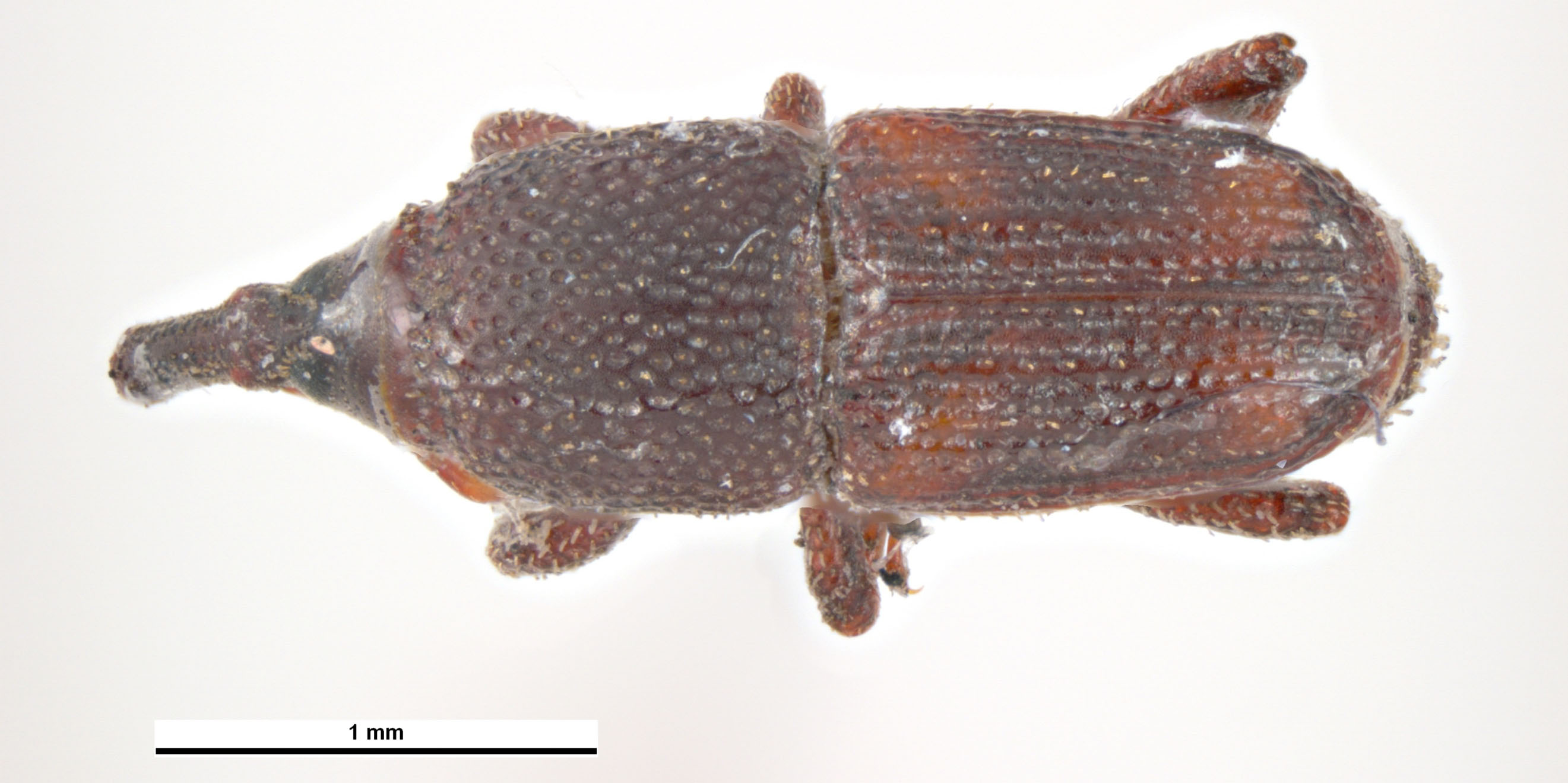 Elongate brown beetle with orange “X” pattern on elytra.
