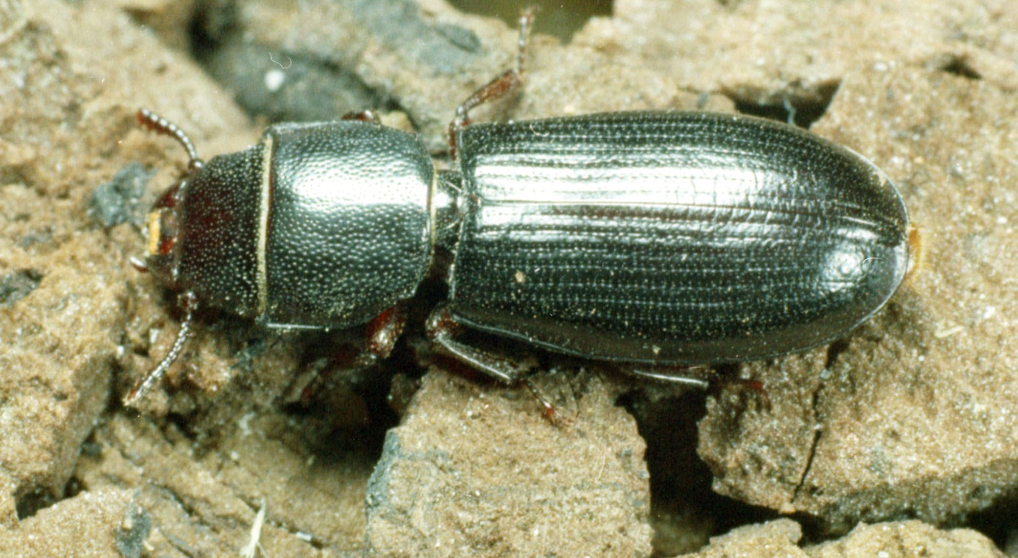Medium sized black beetle that has noticeable constriction between thorax and abdomen.