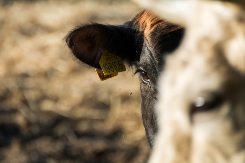 A close shot of a black and red cow's face. A blurred white cow's head is in the foreground.