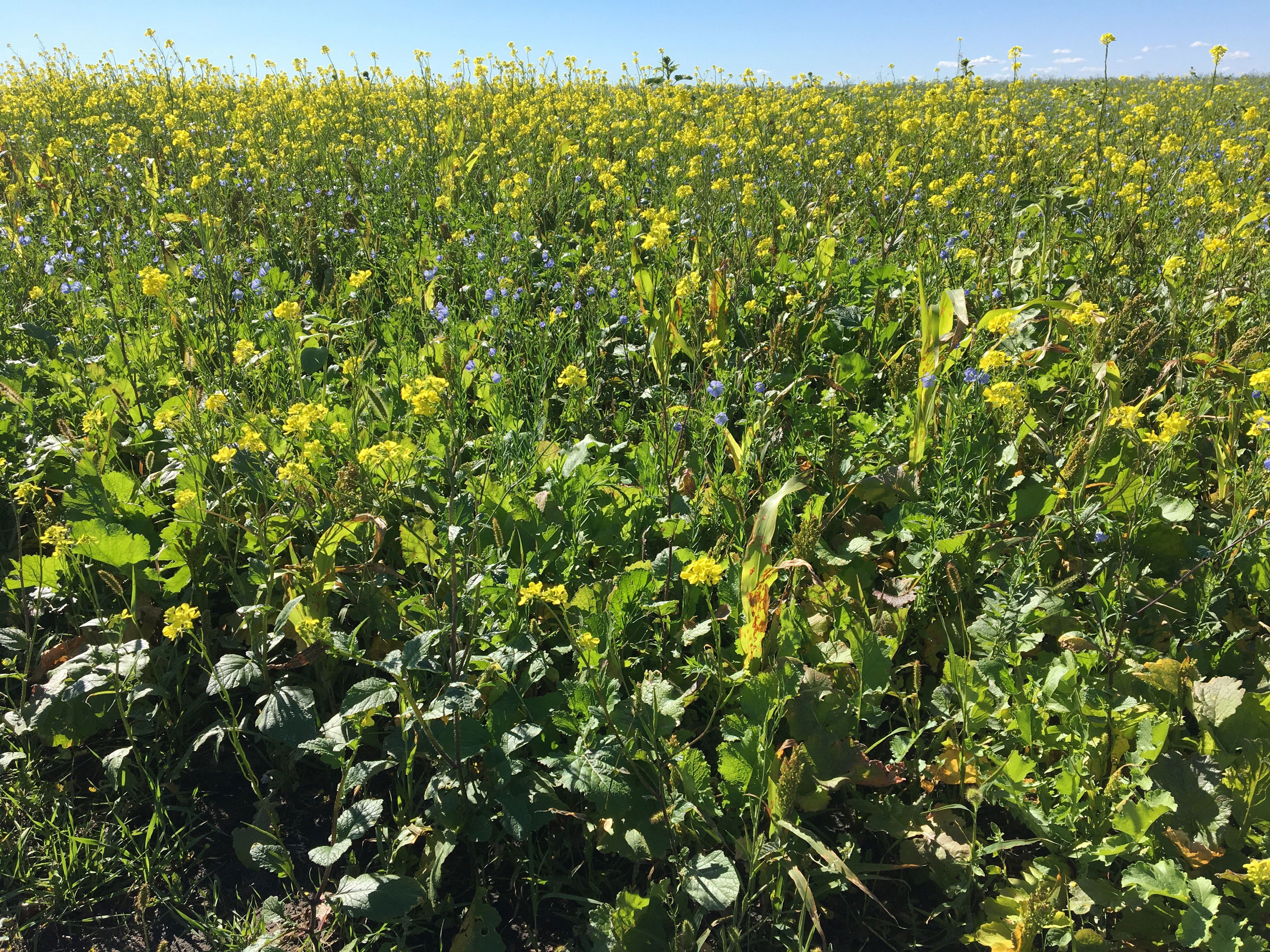 a variety of cover crops growing in a field