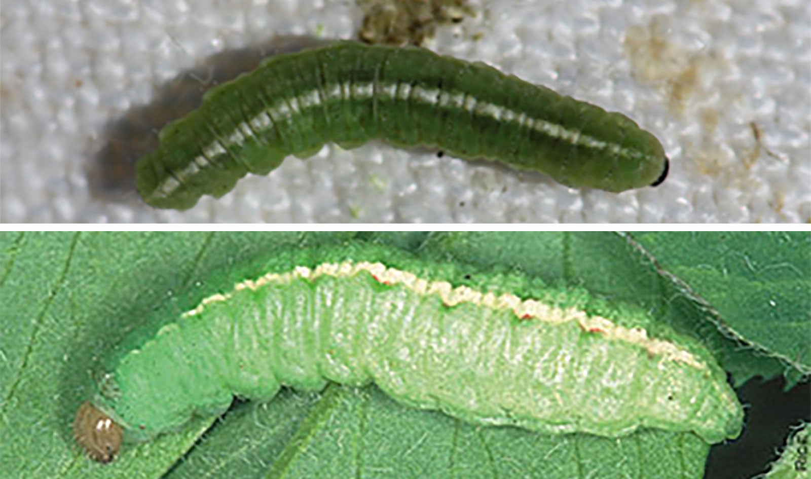 Two weevil larva. Top: alfalfa weevil. Bottom: clover leaf weevil.