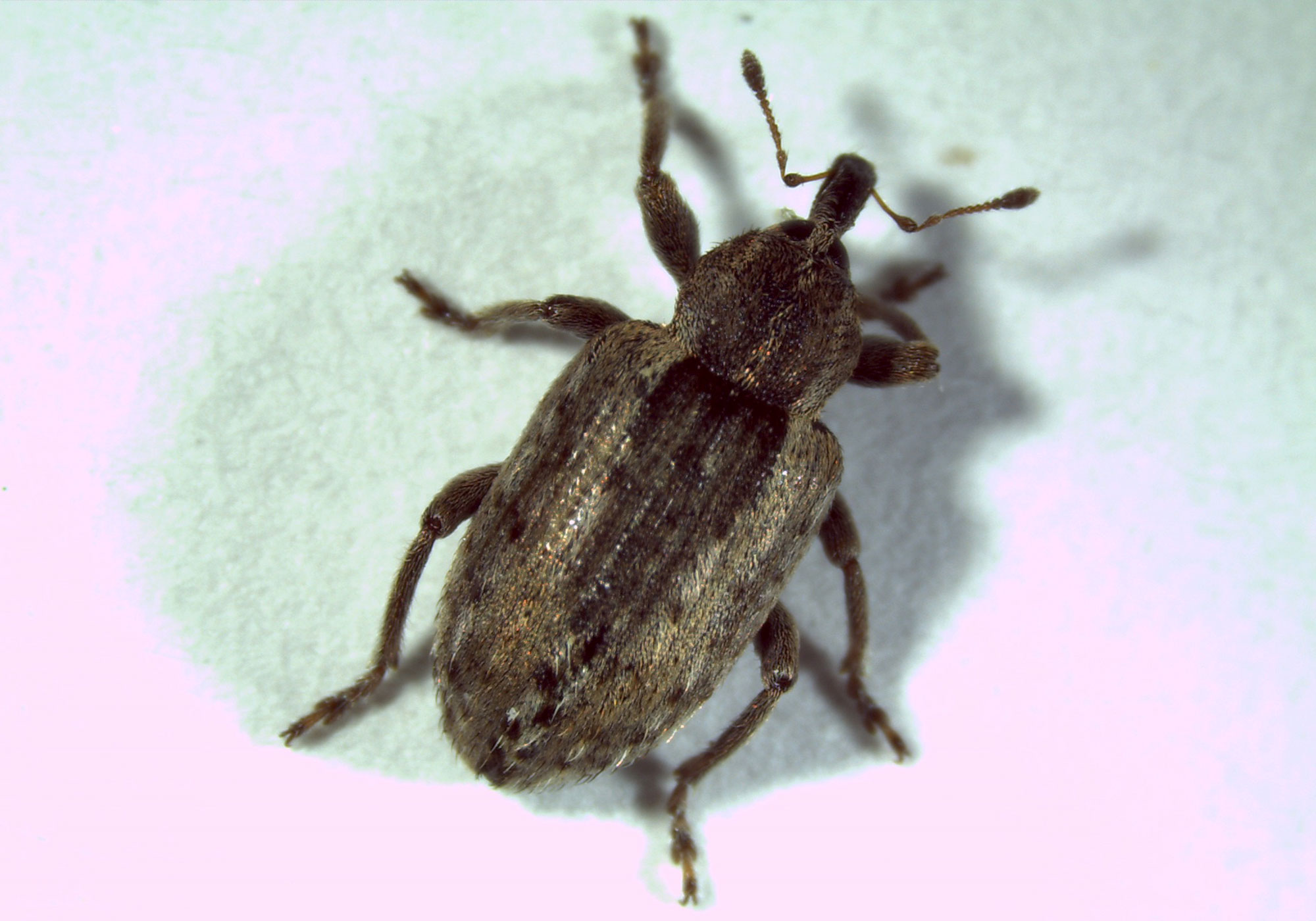 Brown weevil adult with dark band down center of its body.