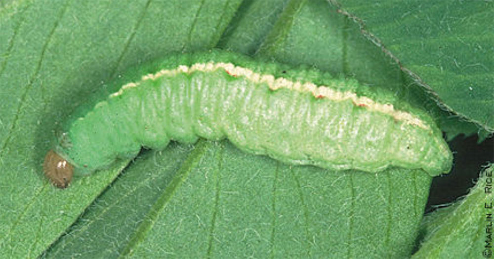 Light green beetle larvae with a white stripe down the middle of its body and light brown head.