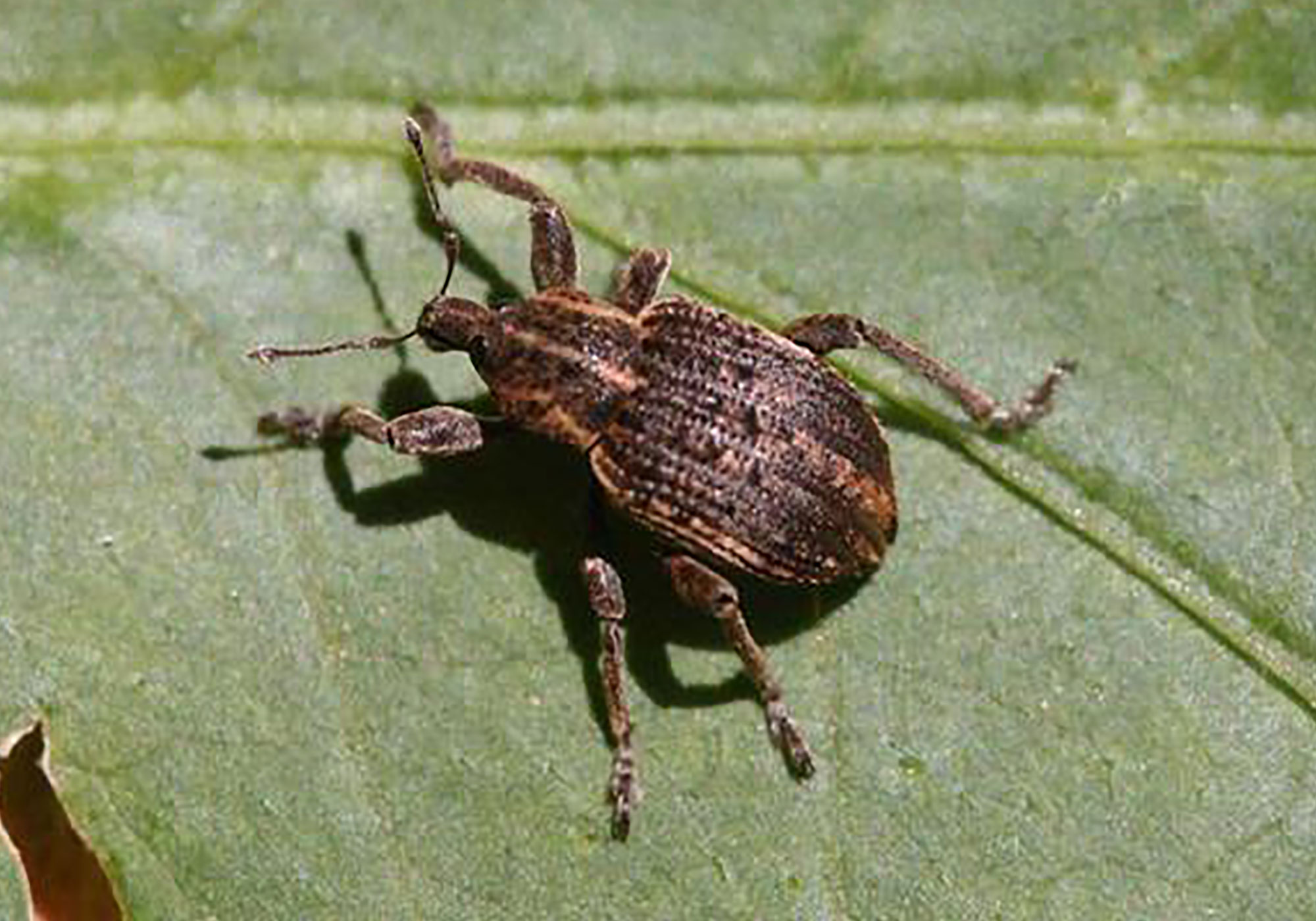 Brown weevil with light brown stripes on tis body.