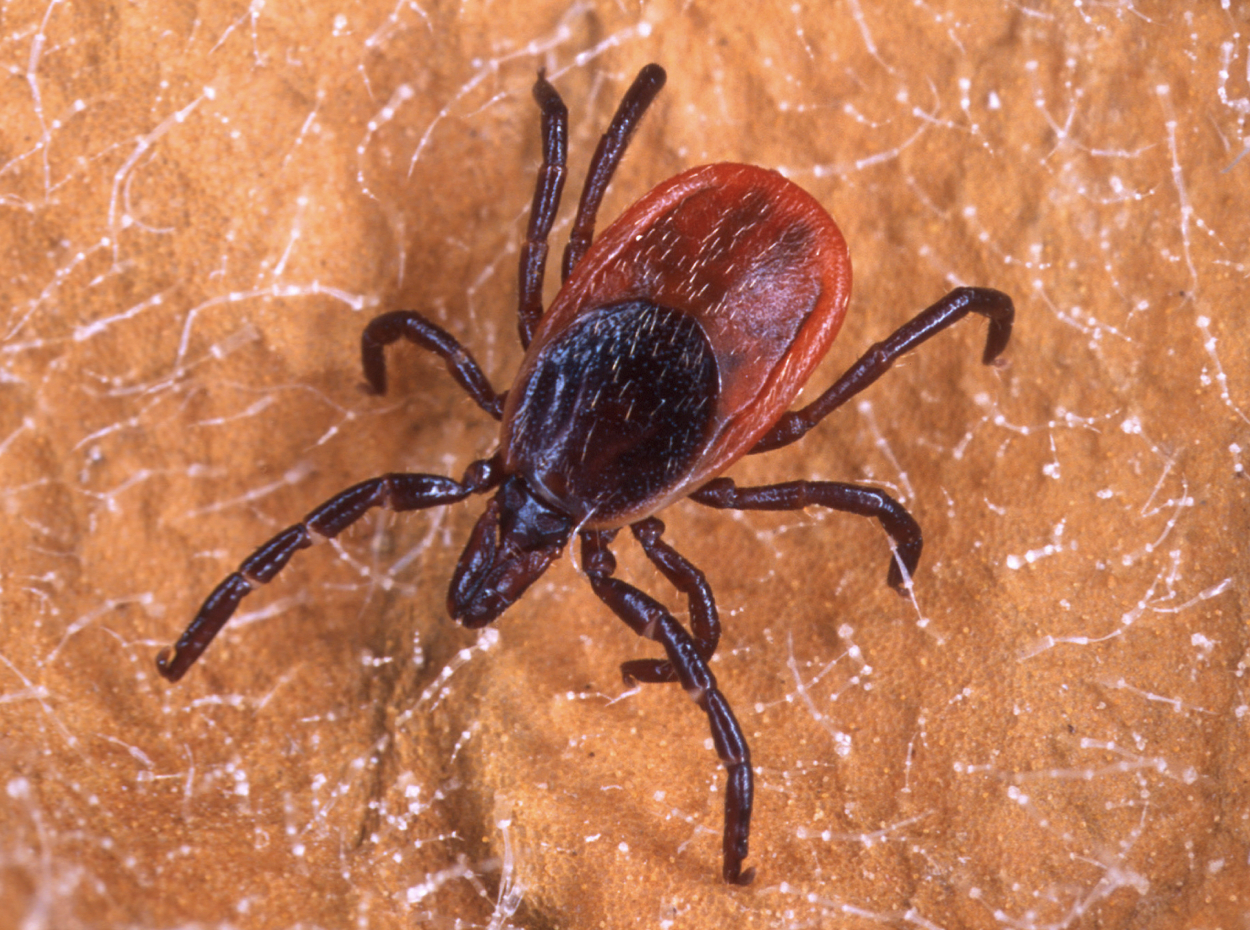 Tick that is dark brown to black in color with a reddish-orange abdomen.
