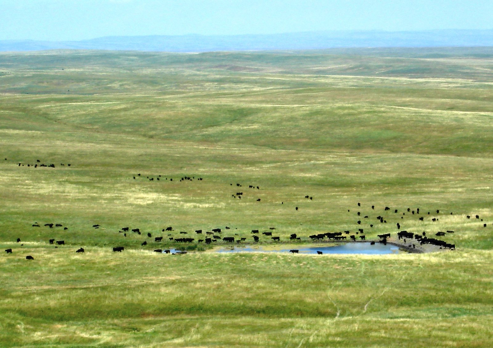 A herd of cattle gather around a stock pond on a vast, lush grassland. Courtesy: USDA [CC BY 2.0]
