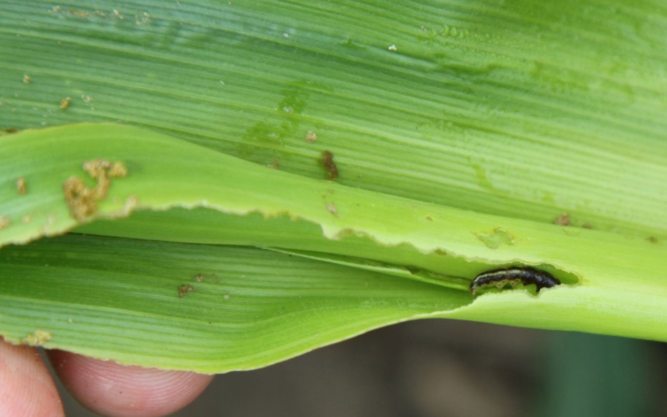 Green corn leaf with common stalk borer caterpillar within.