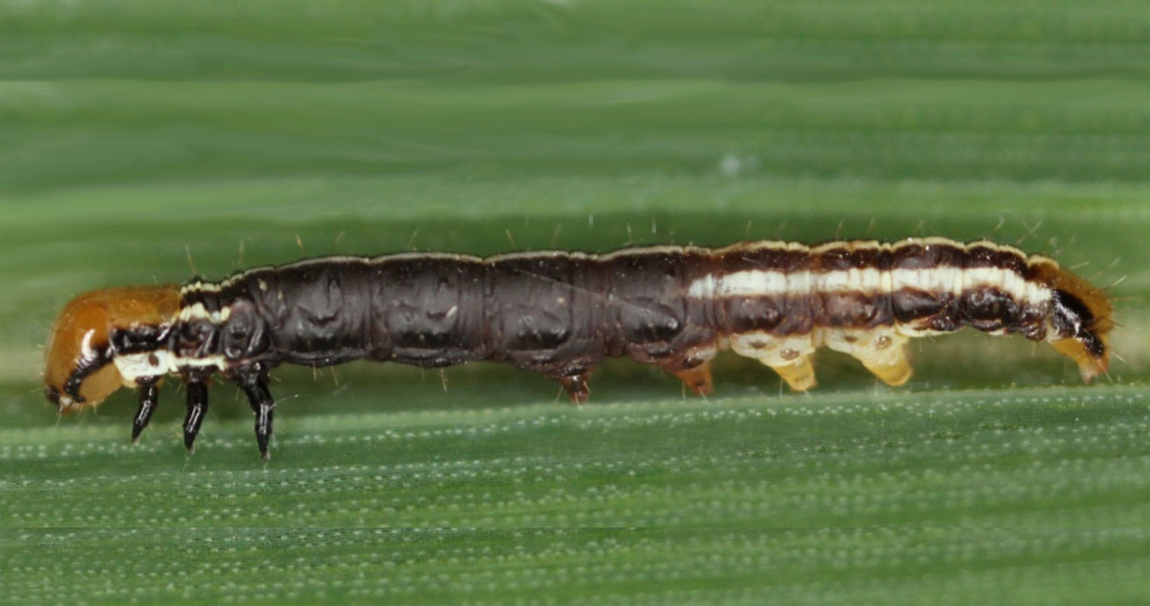 Purple-brown caterpillar with orange head on a green corn leaf.