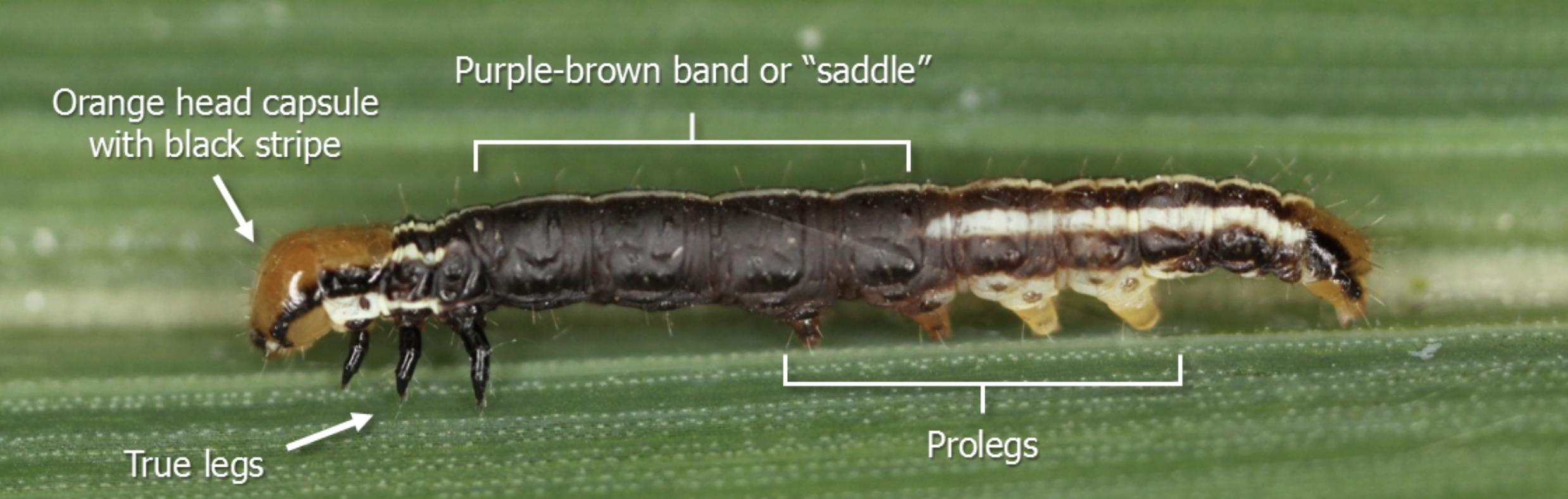 Caterpillar on a corn leaf with an orange head capsule with a black strip, three black true legs behind the head, a purple-brown band, or saddle in its middle, and four sets of prolegs near its back side.