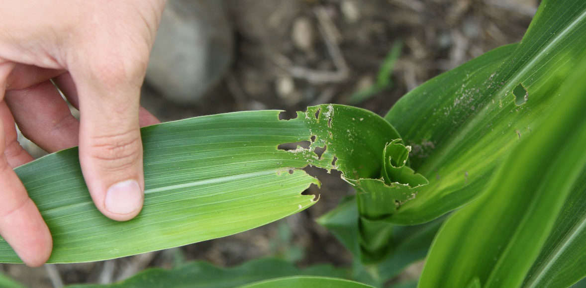 Green corn leaf with ragged holes through-out caused by common stalk borer feeding.