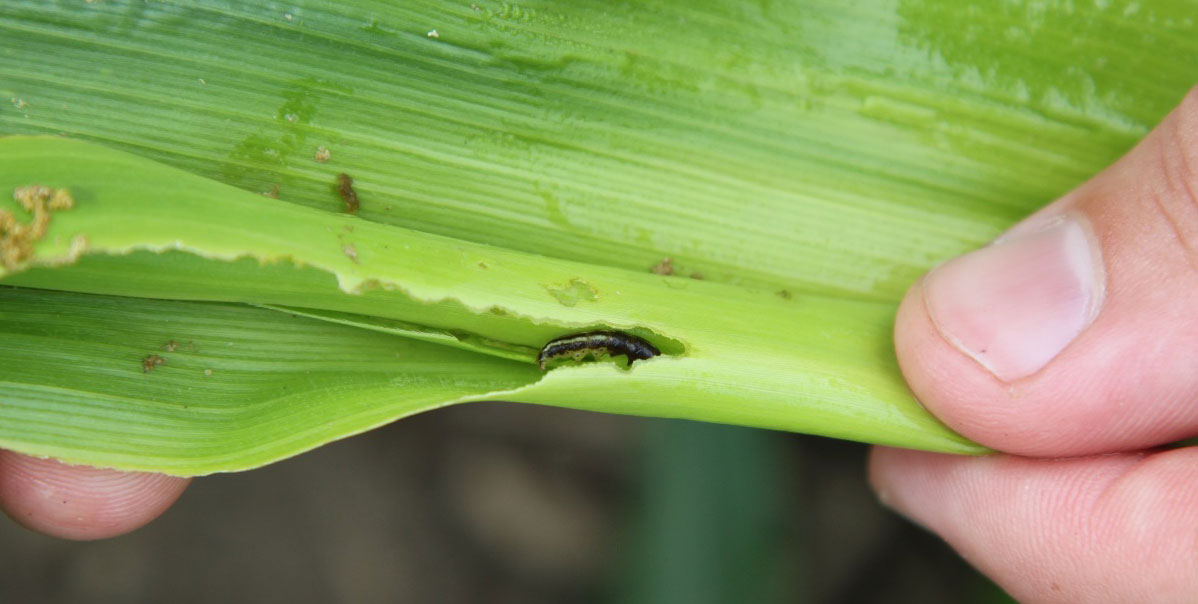 Green corn leaf with common stalk borer caterpillar within.