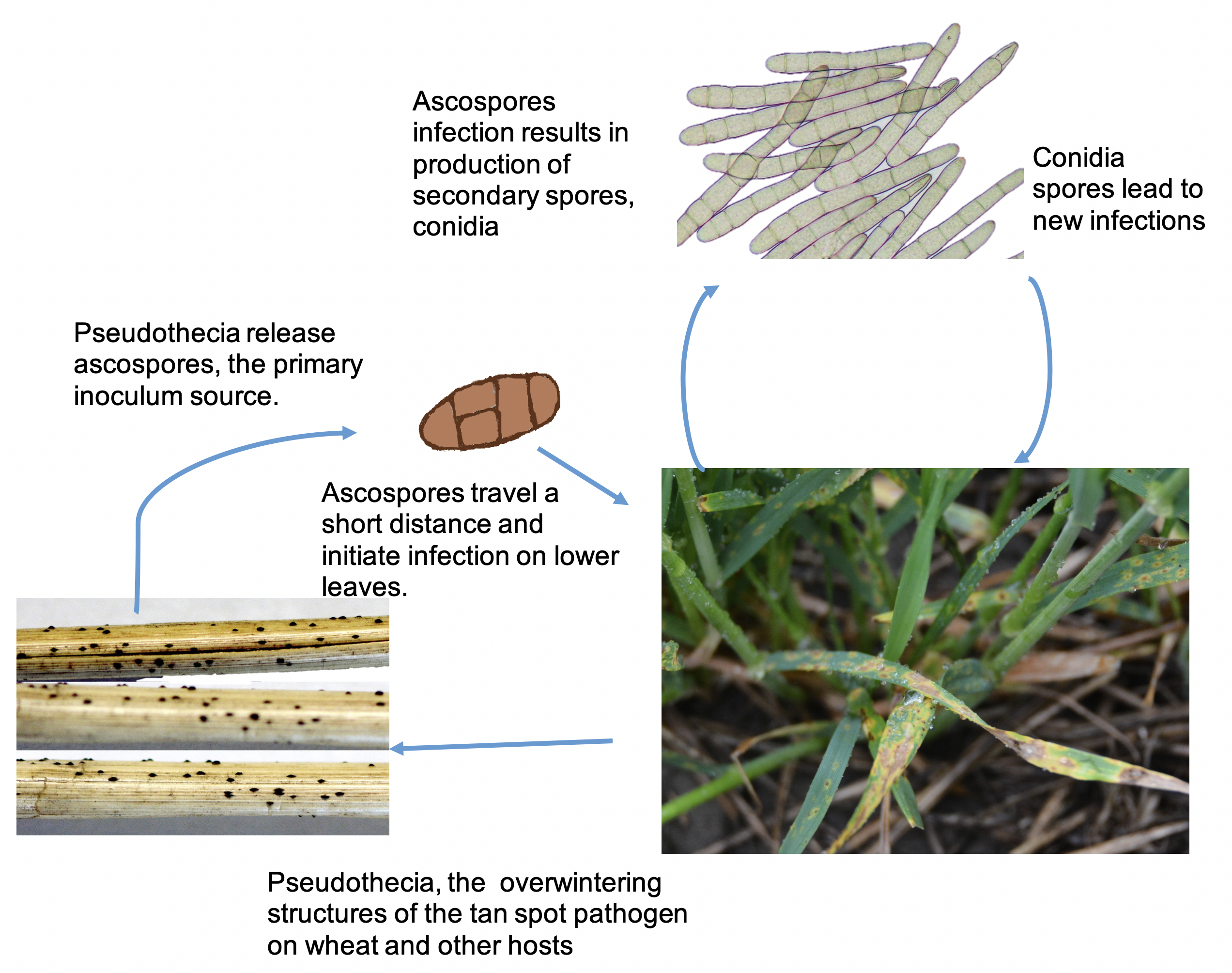 Tan spot disease cycle diagram. The disease begins with Pseudothecia, the overwintering structures of the tan spot pathogen on wheat and other hosts. It releases acospores, the primary inoculum source. The spores travel a short disbands and initiate infection on lower leaves. The infection results in production of secondary spores, conidia. Conidia spores lead to new infections.