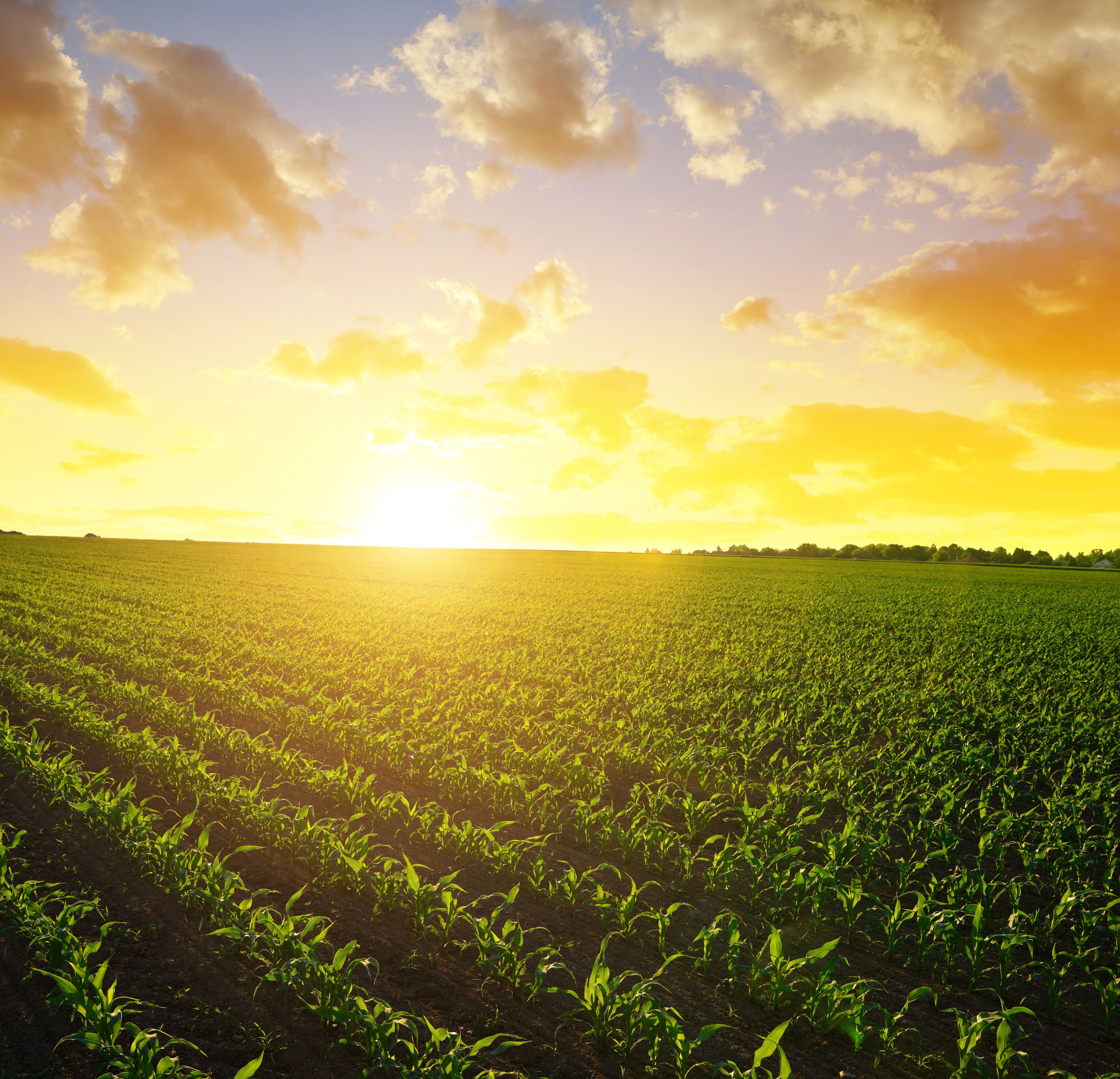 Sun rising over a vast spring landscape with green corn emerging from the soil.