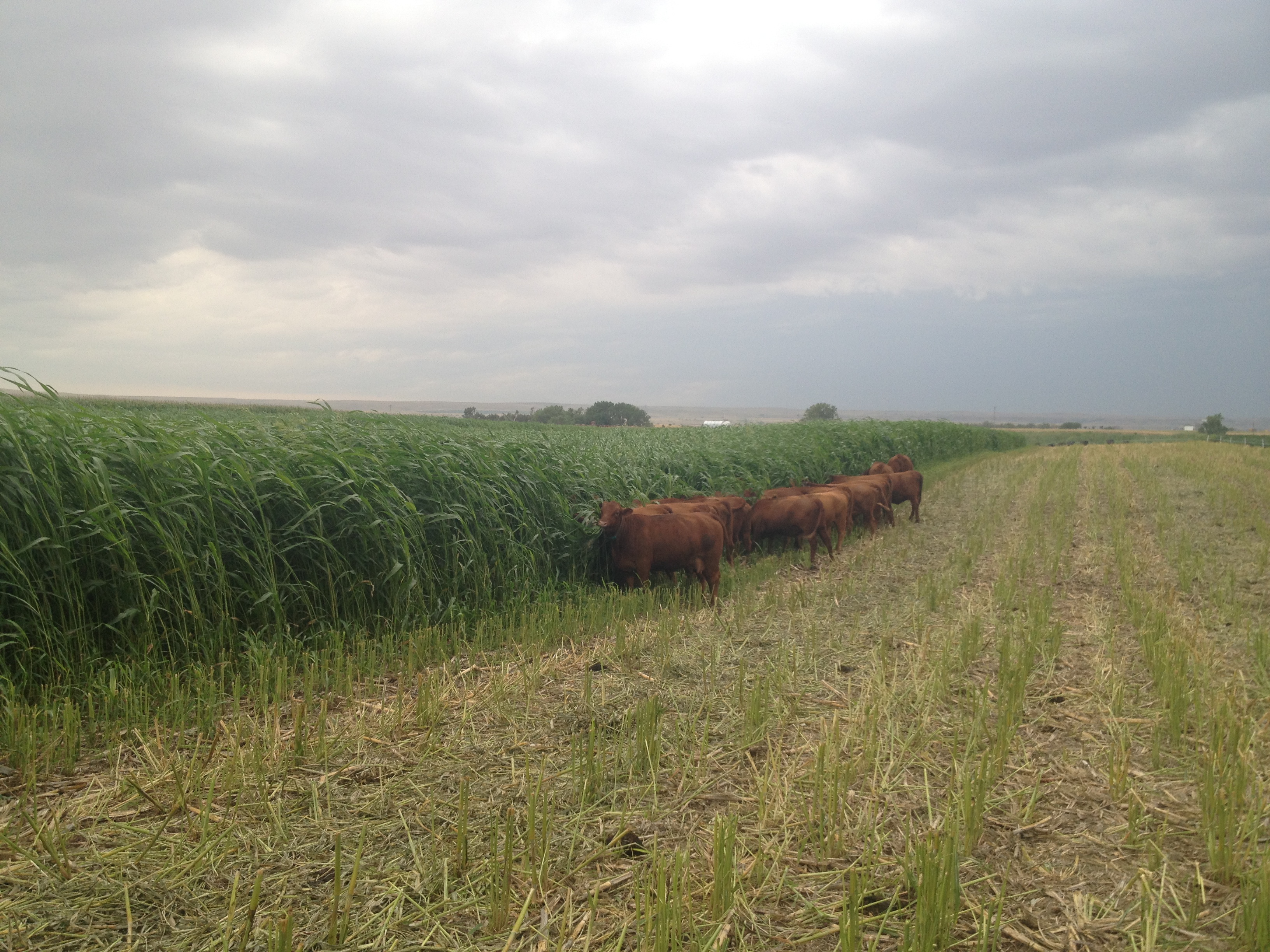 A grass forage blend grows in a central SD field as Red cattle graze.