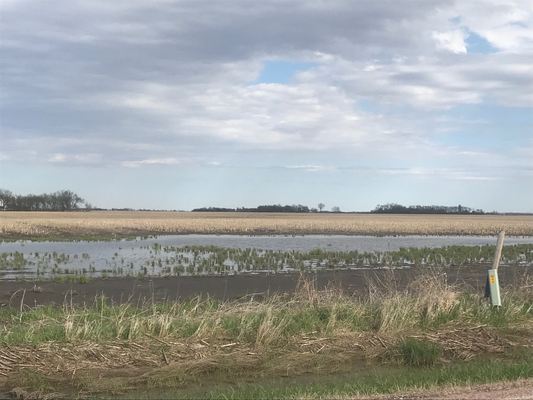 A corn field in South Dakota looking very wet due to flooding from spring rains and melted snow.