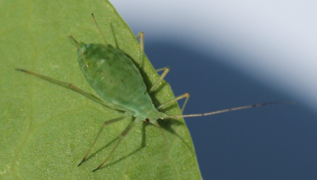 Teardrop shaped green insect with long legs and antennae on a lighter green leaf.