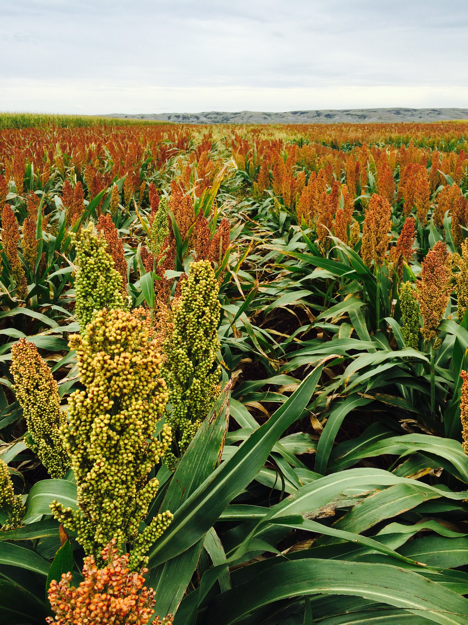 close-up view of sorghum plants in a field