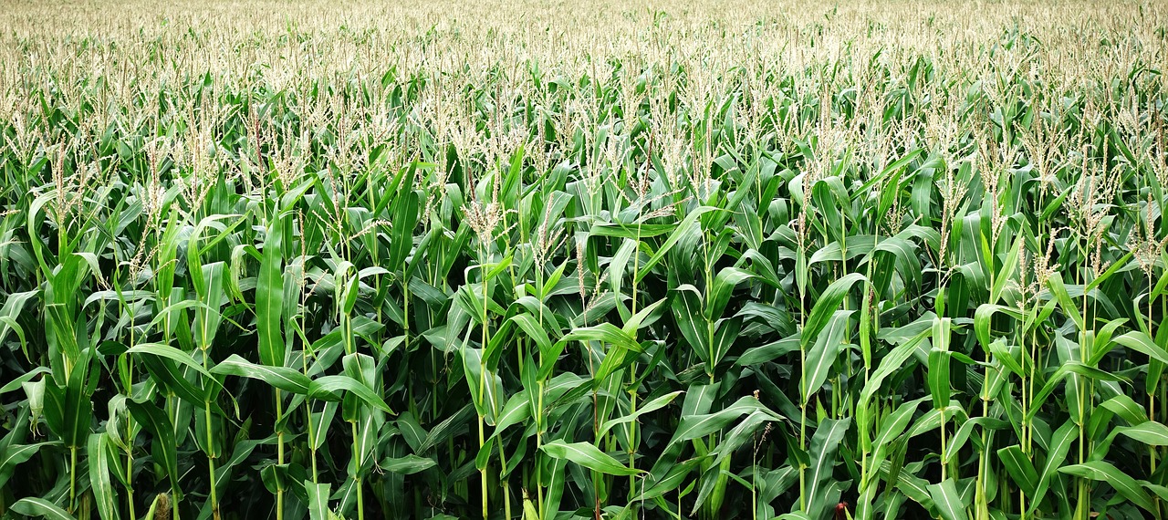a stretching field of green corn plants