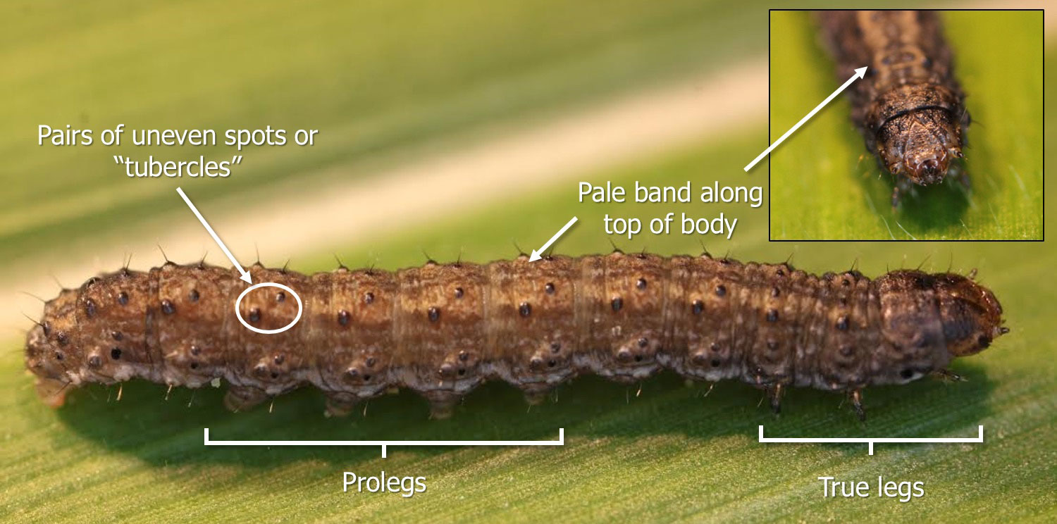 Brown caterpillar with dark spots on a green leaf. The image has white brackets indicating the prolegs on the abdomen and true legs on the thorax. White arrows point to the pairs of spots and the pale band along the top of the body.
