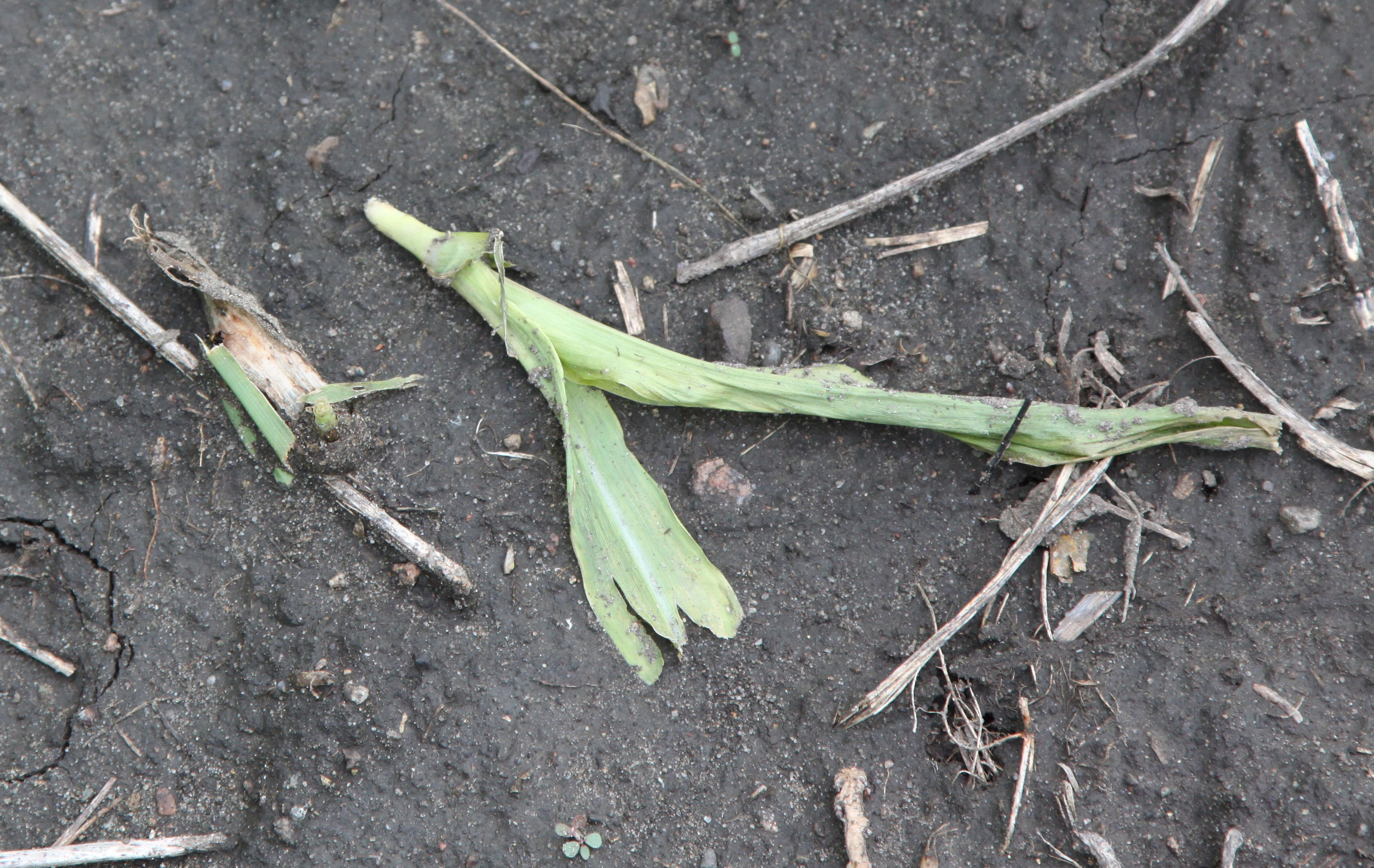 A small green corn plant that has been cut and is laying on the ground.