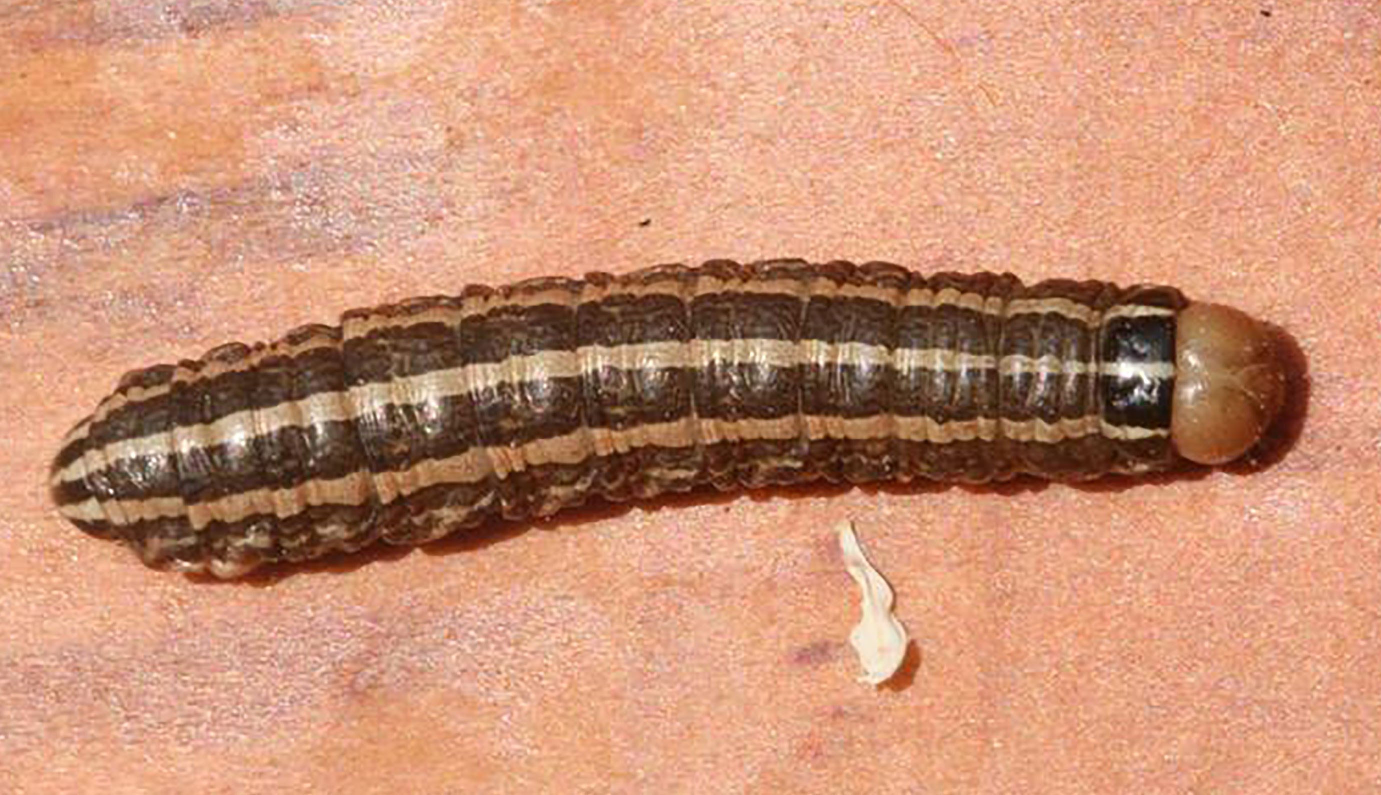 A shiny caterpillar with a light brown head, dark brown body, and three yellow stripes down the length of its back.