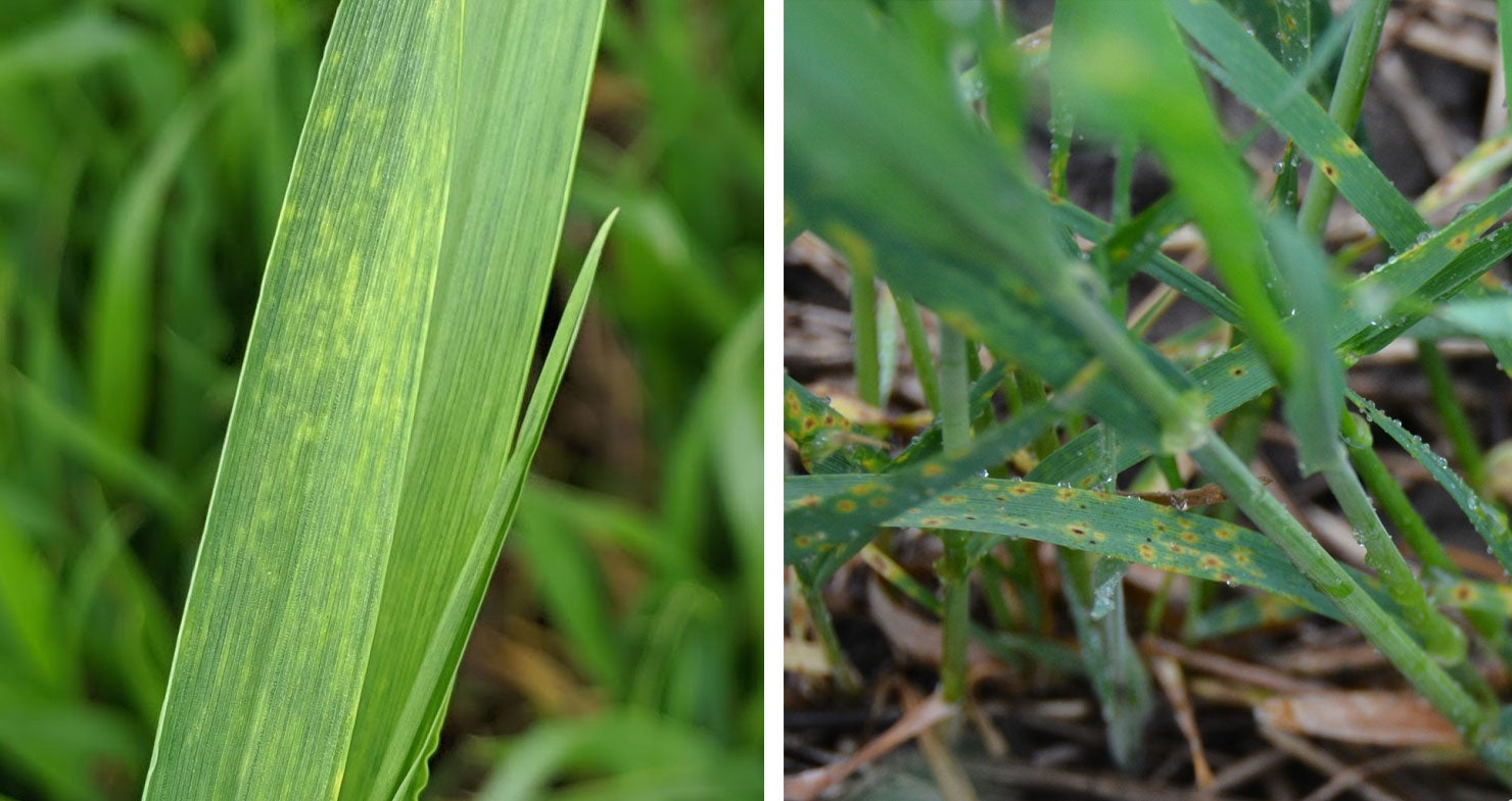 Left: A close-up of two wheat leaves showing light yellow streaks, a symptom of wheat streak mosaic virus. Right: Winter wheat leaves with small dark brown lesions surrounded by a yellow halo, a symptom of tan spot.