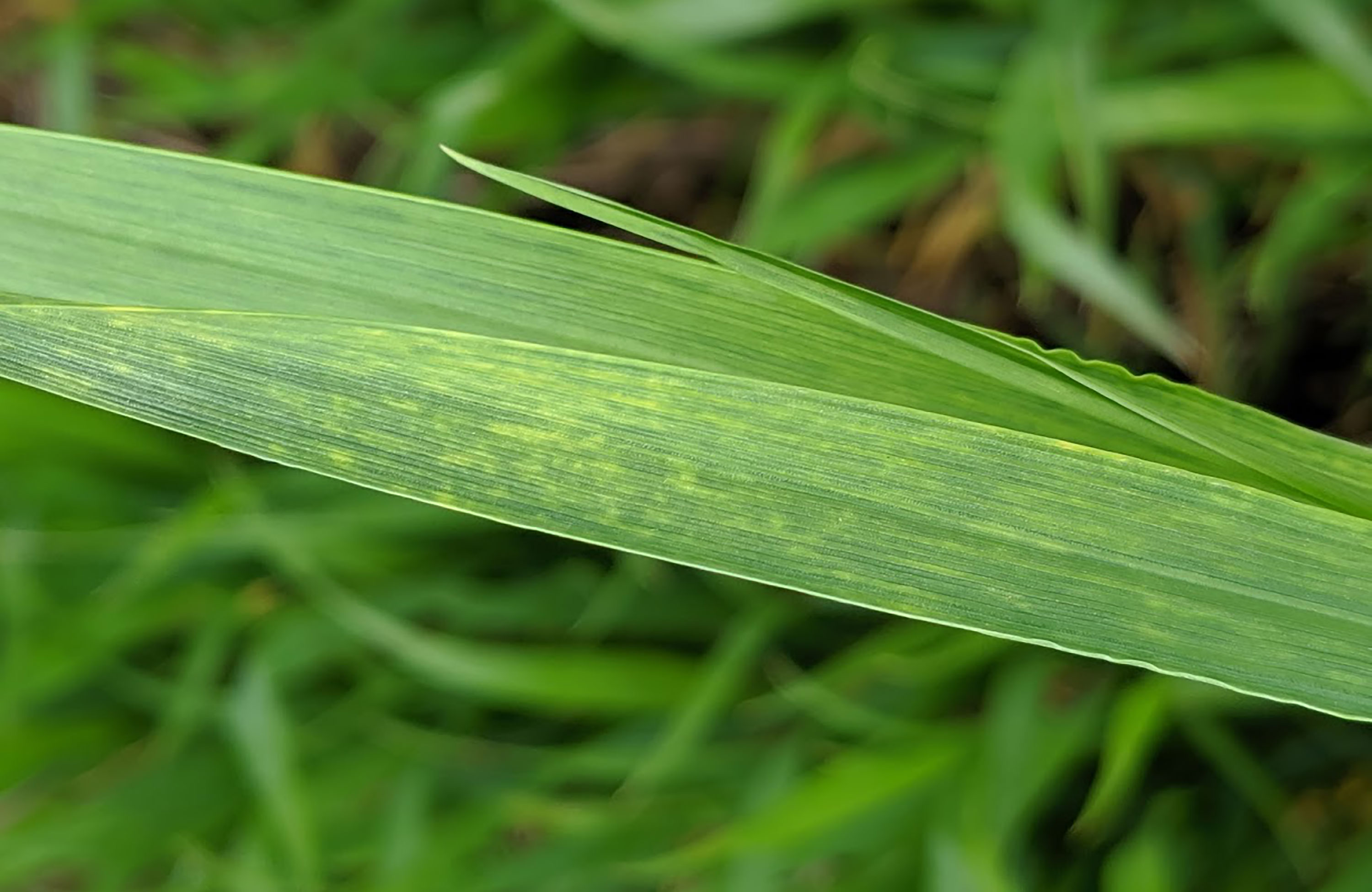 A close-up of two wheat leaves showing light yellow streaks, a symptom of wheat streak mosaic virus.