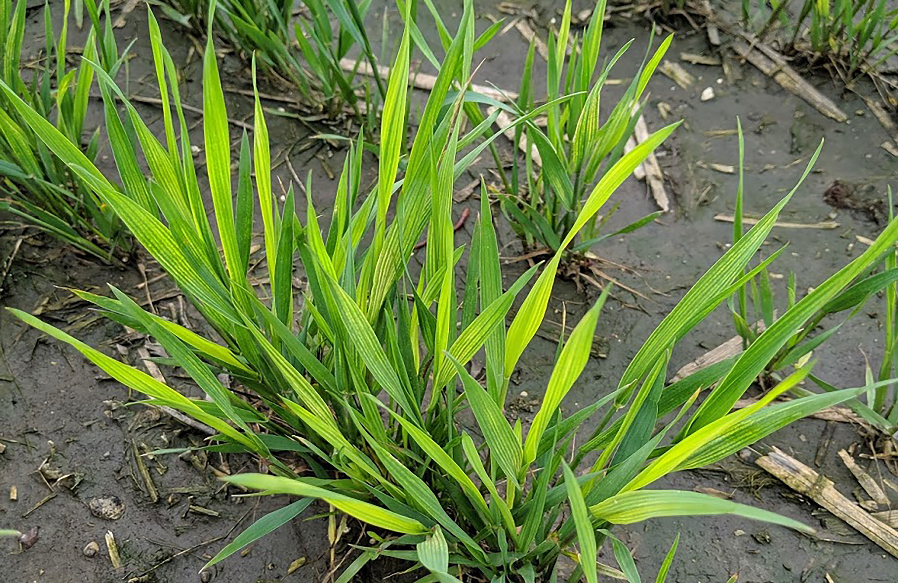 Young winter wheat plants with light yellowish green leaves, a symptom of nutrient deficiency.