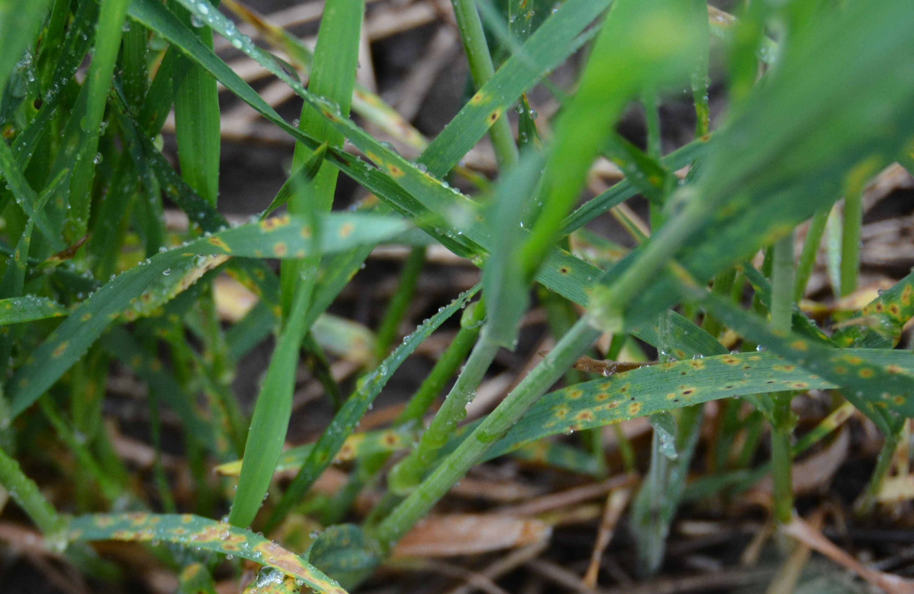 Winter wheat leaves with small dark brown lesions surrounded by a yellow halo, a symptom of tan spot.