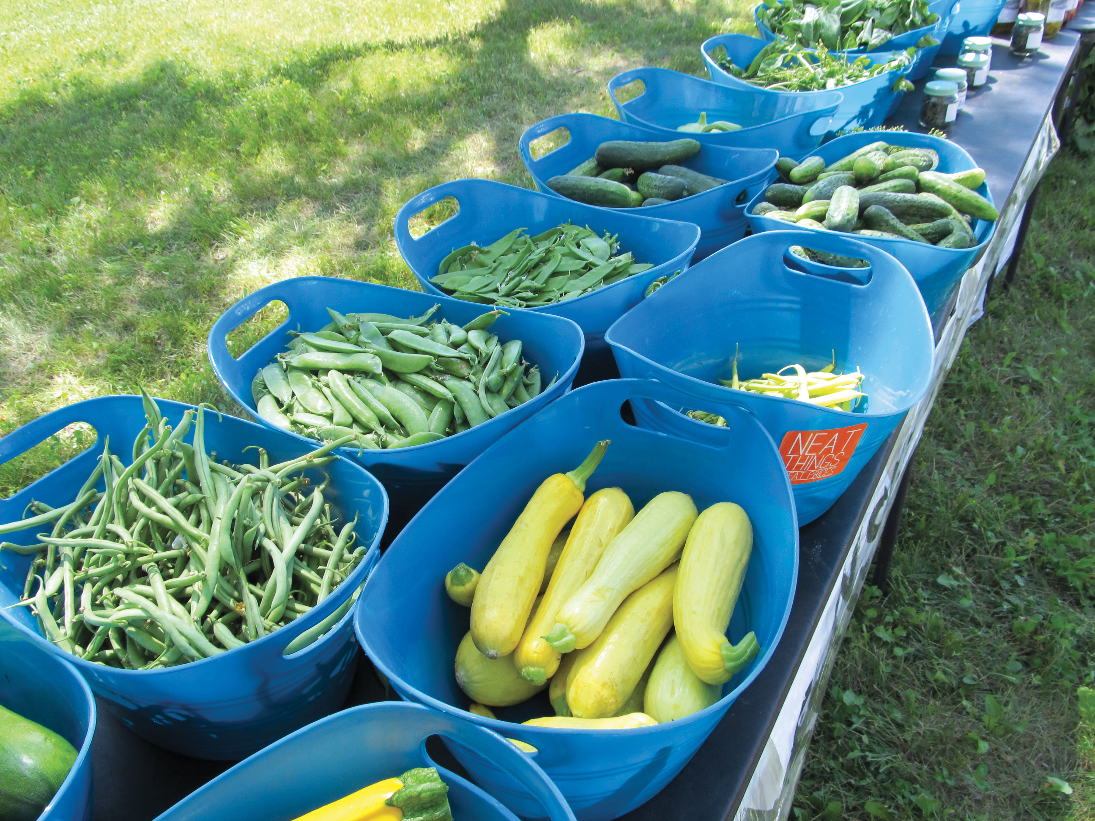 Variety of fresh vegetables in blue plastic totes on a table at a farmers market.