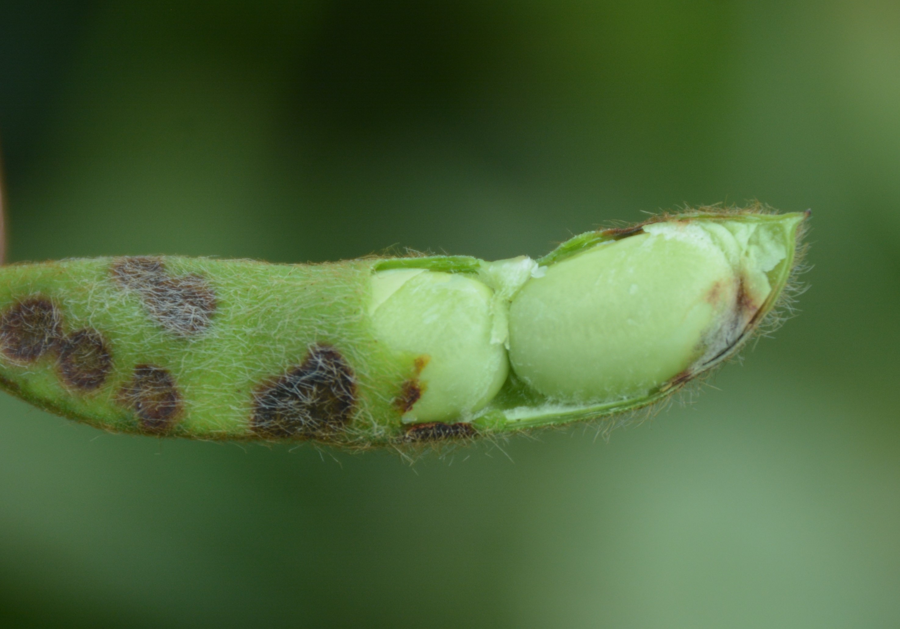 A green soybean pod with frogeye leaf spot symptoms. The pod is partially open to reveal developing seed at the end of the pod with frogeye leaf spot symptoms developing.