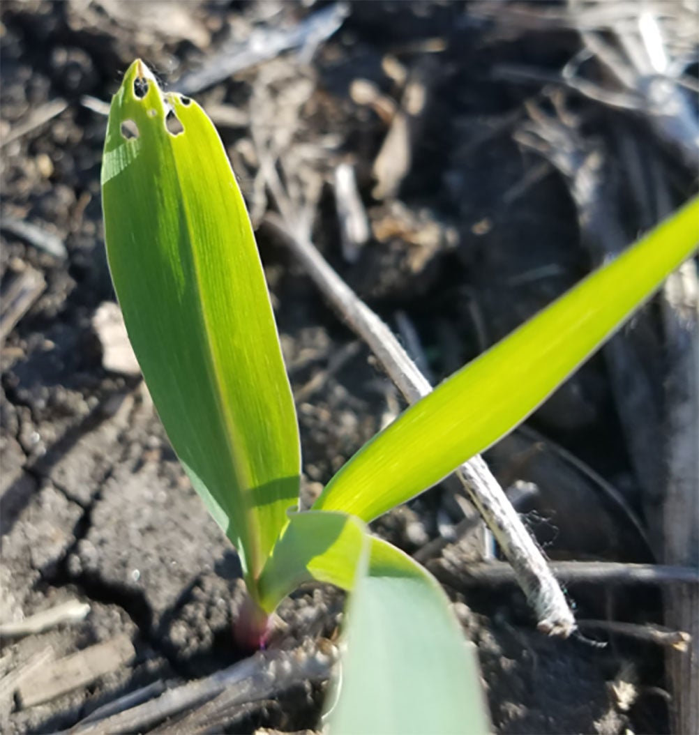 Young corn plant with three circular feeding holes in a leaf.