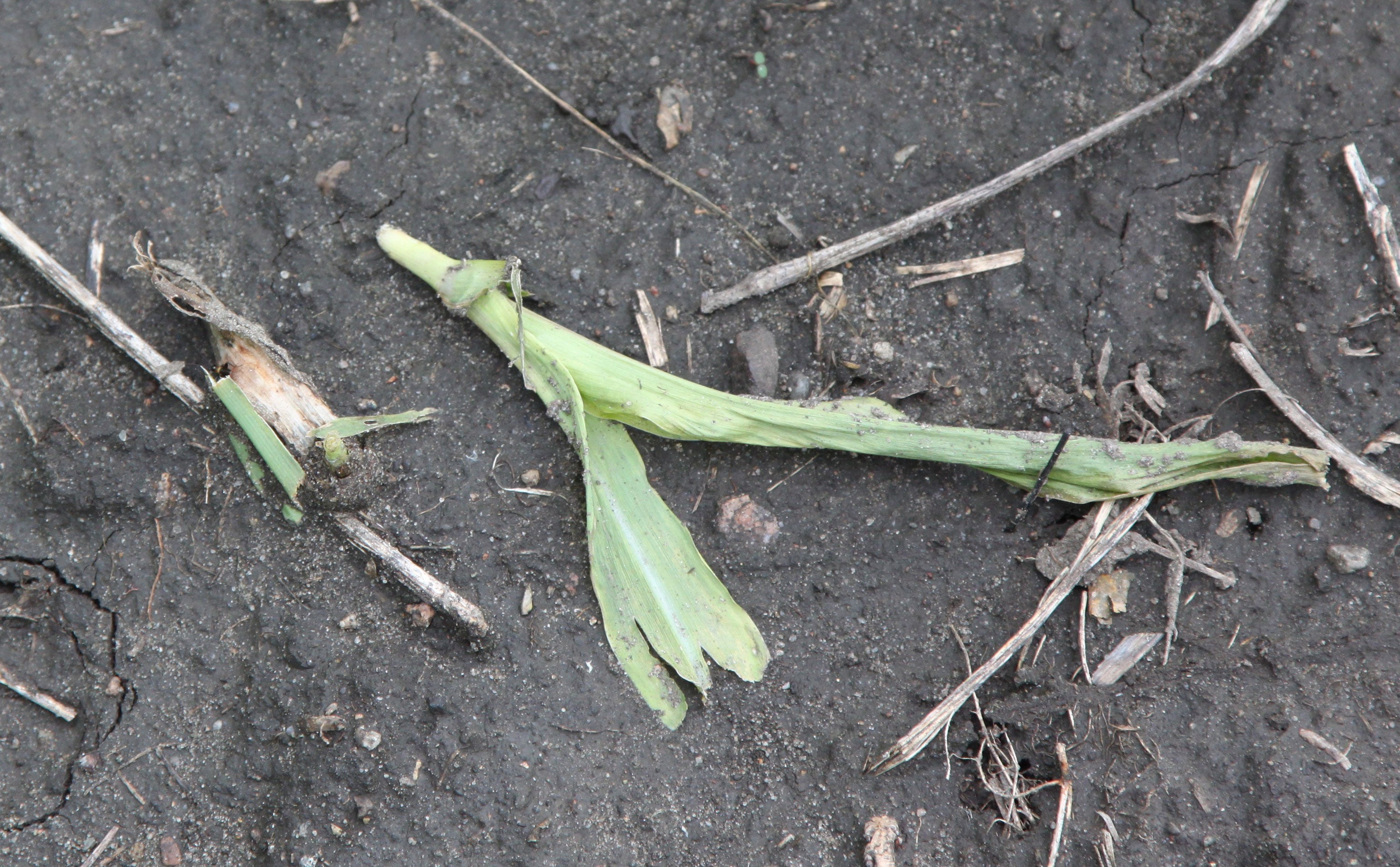 A small green corn plant that has been cut and is laying on the ground.
