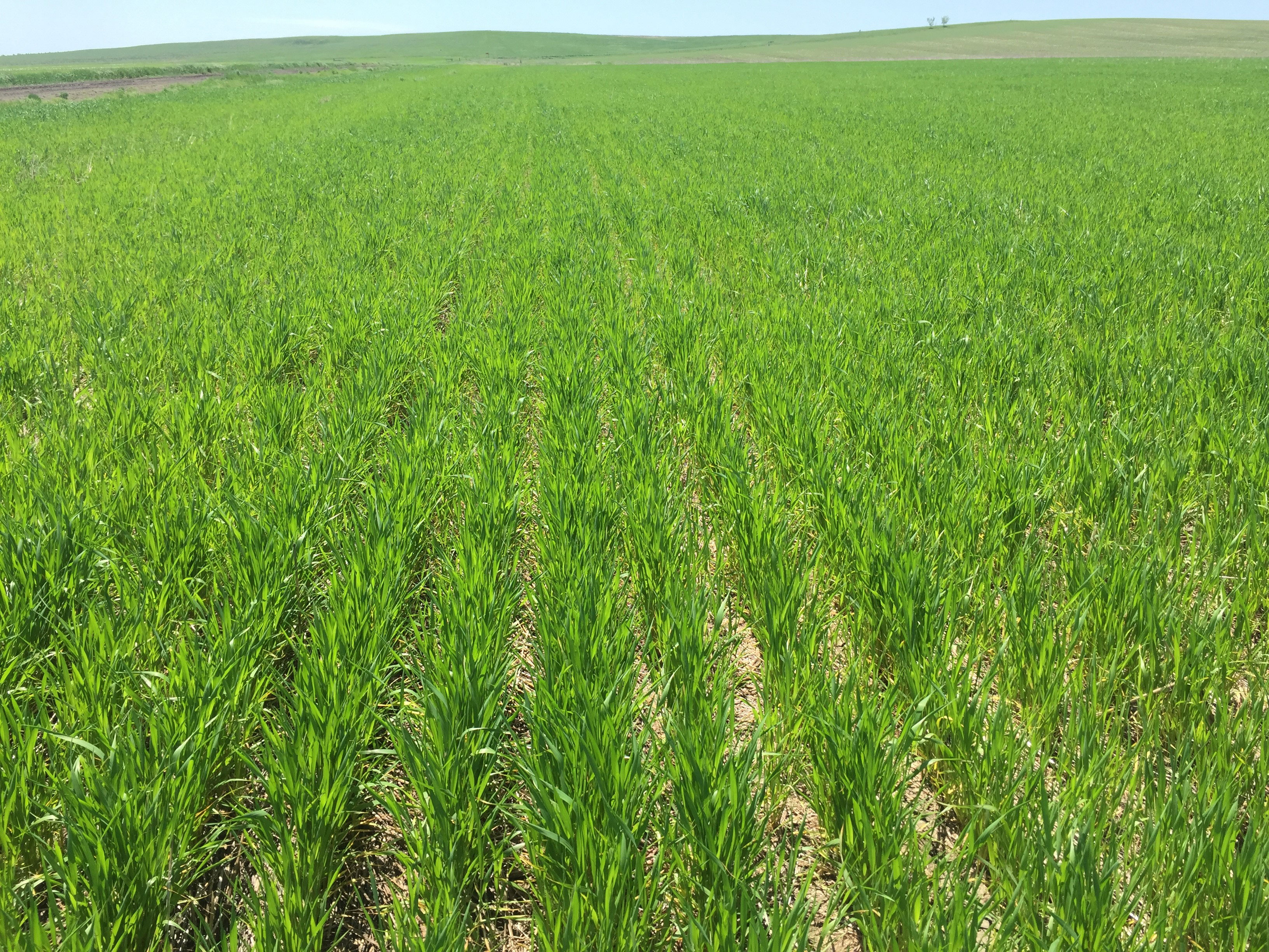 A field of green winter wheat.