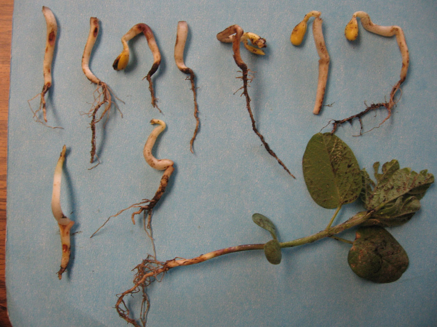 Several young soybean plants at various growth stages displayed on a tabletop..