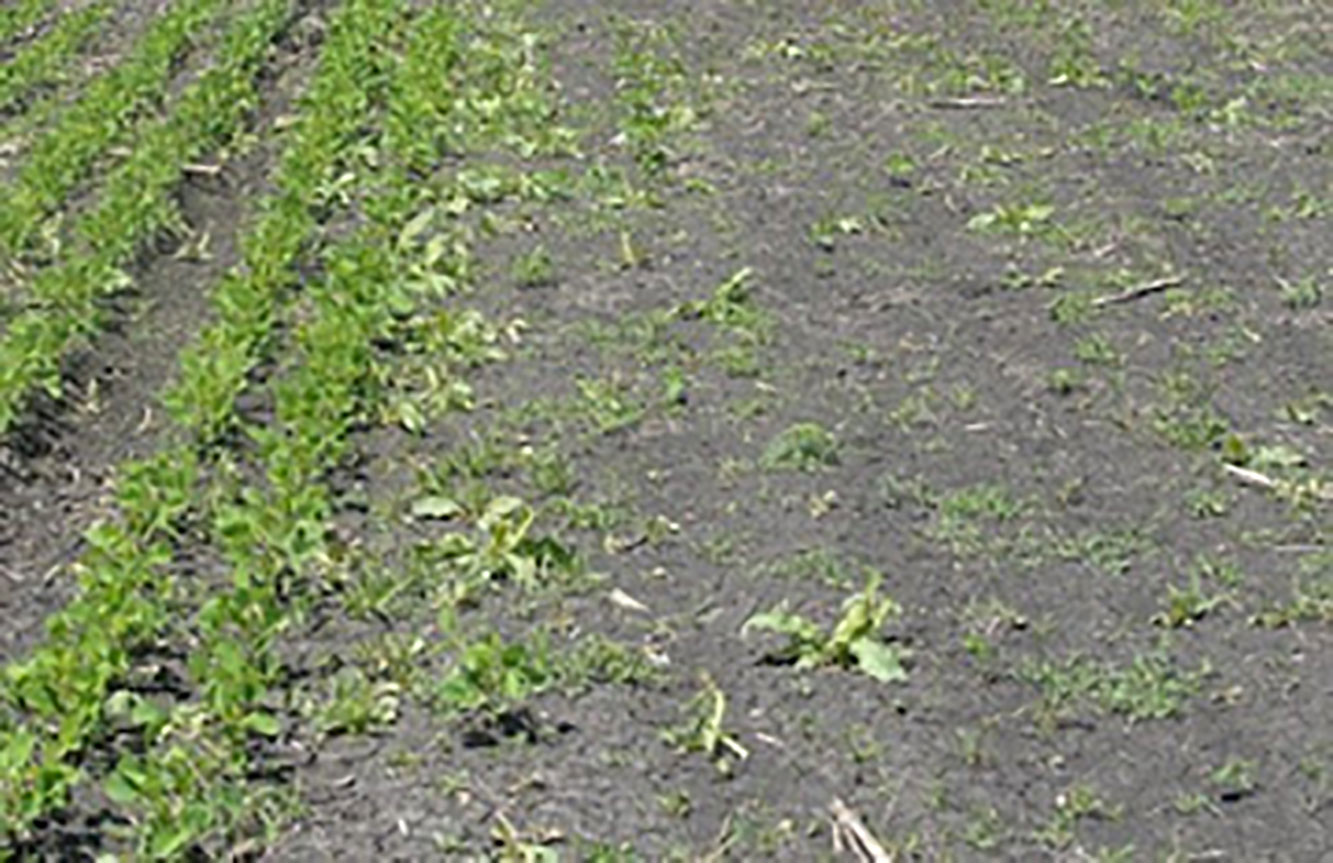 A field with newly emerging soybean plants. The left side of the field has several rows of healthy plants. The right side has large bare patches and a few small plants emerging.