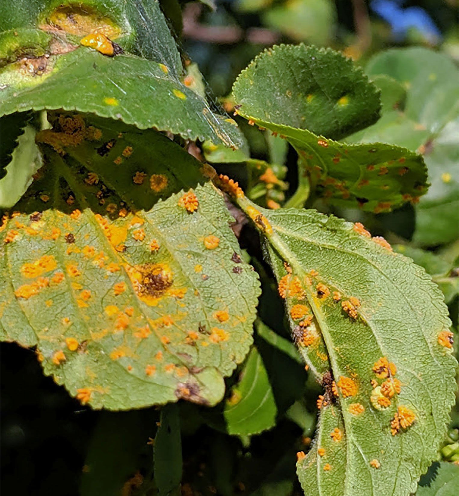 Green leaves on a buckthorn tree covered with crusty spots of bright orange crown rust inoculum.