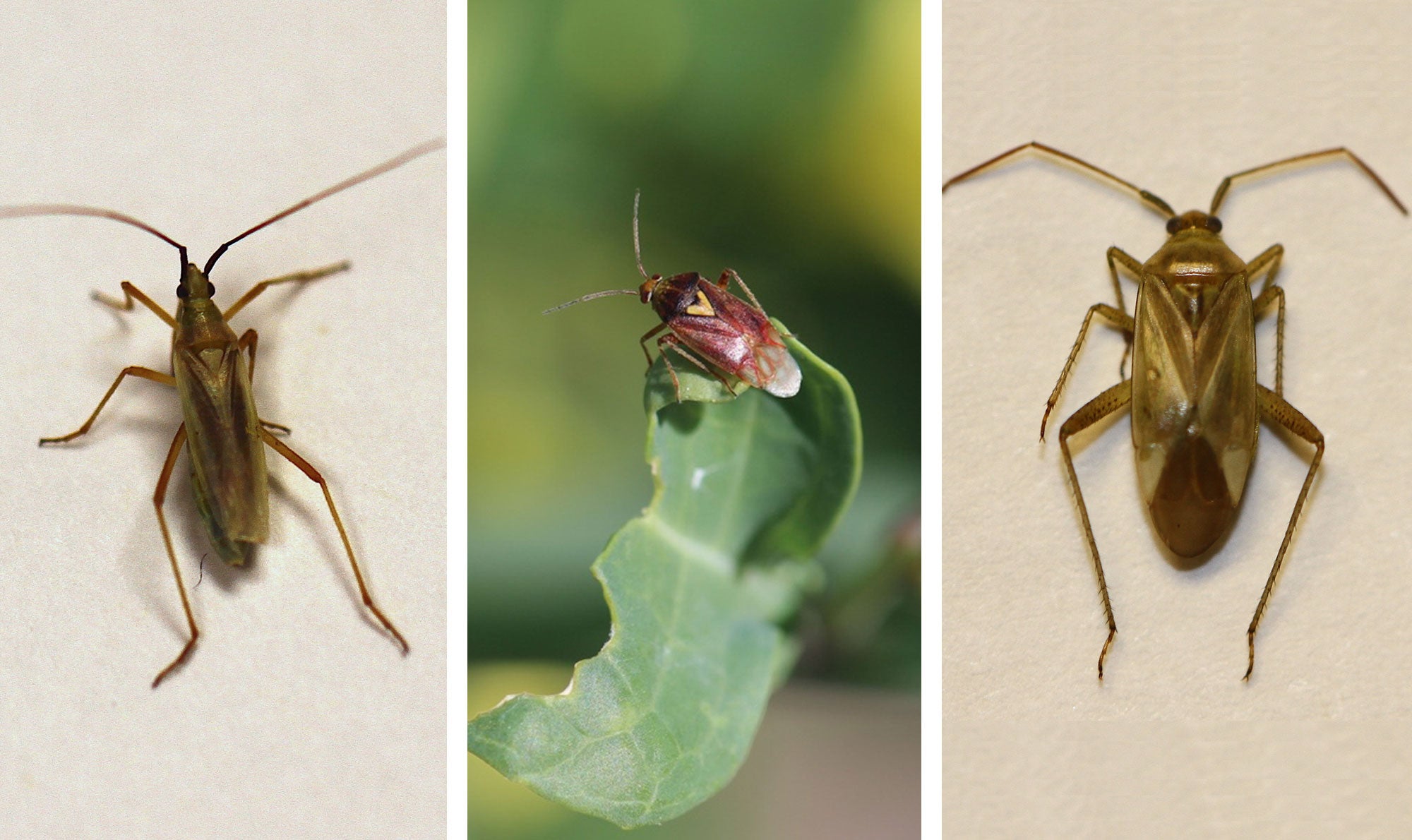 Three types of plant bugs. From left: Meadow plant bug, Lygus bug, and alfalfa plant bug.