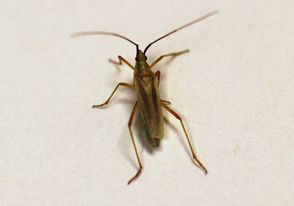 Elongate yellowish-brown bug on a white background.