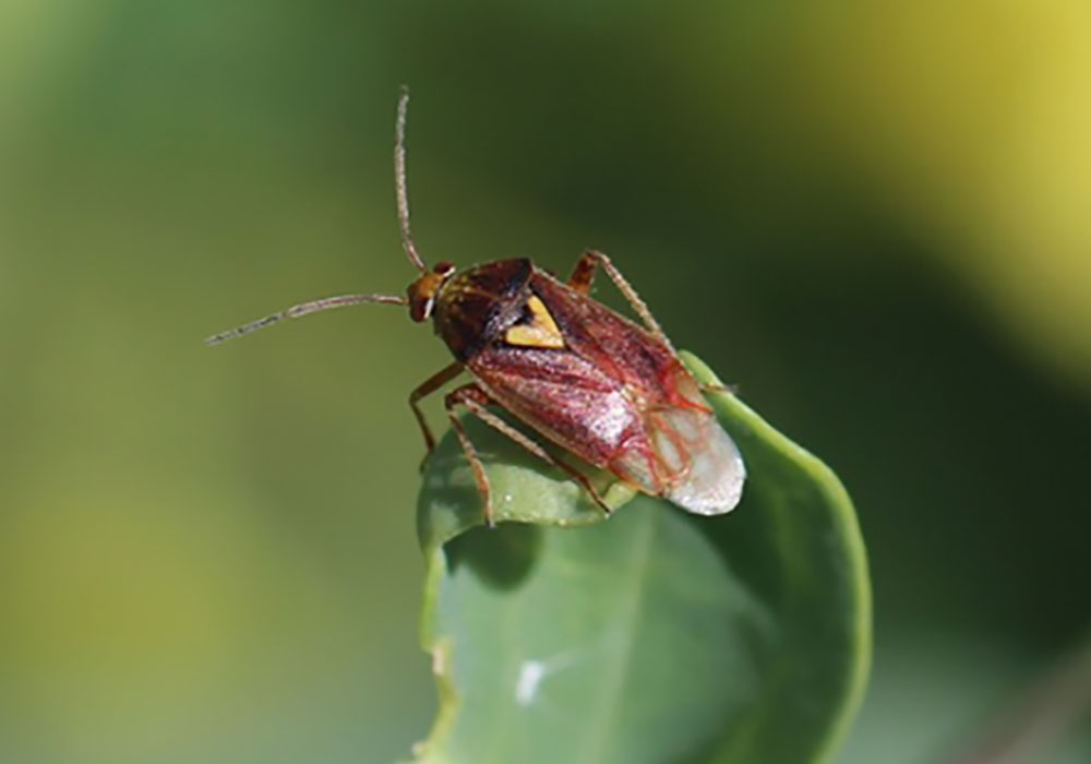 Brown bug with a tan/yellow inverted triangle on its back on green leaf with green background.